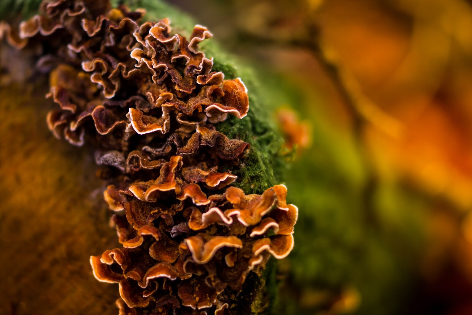 Sony SLT-A58 + Sony DT 35mm F1.8 SAM sample photo. Tree fungus, mushroom, nature photography