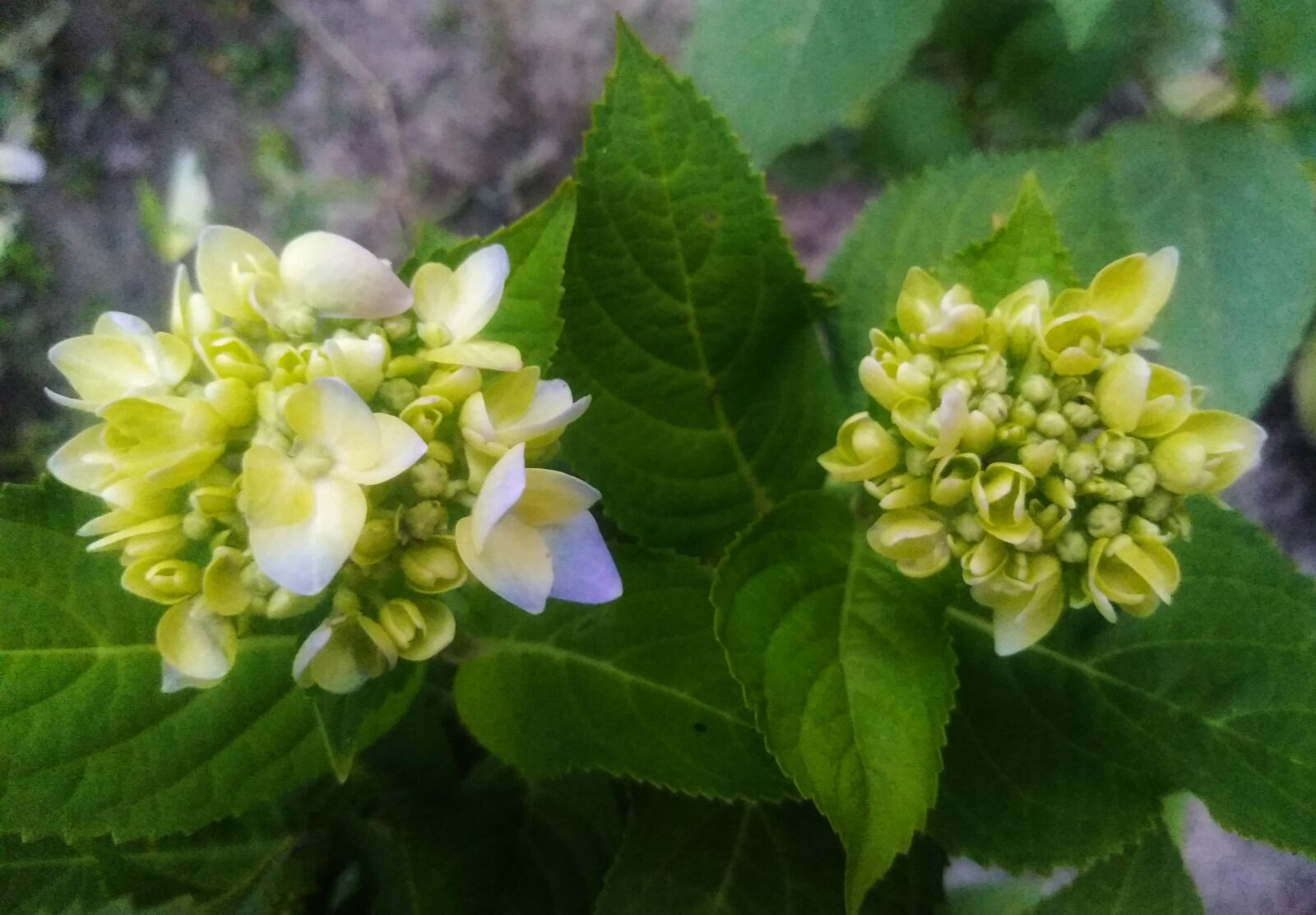QCOM-AA QCAM-AA sample photo. Hydrangea flower, hydrangeas, hydrangea photography