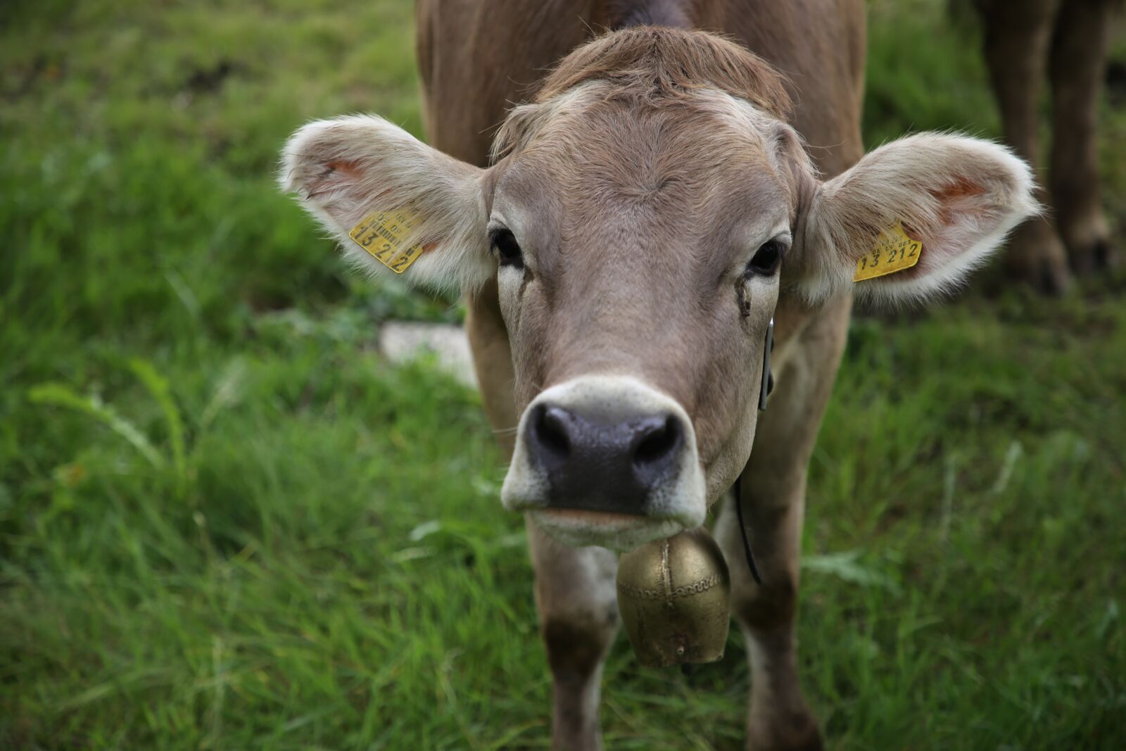 Canon EF 24-105mm F4L IS II USM sample photo. Cow, agriculture, cattle photography