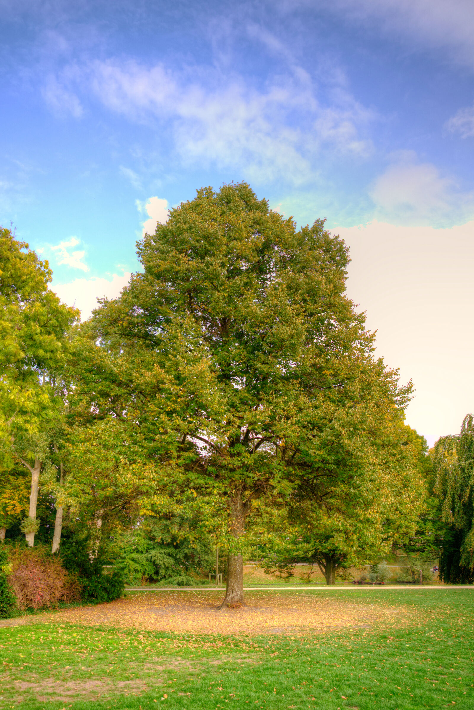 Nikon D600 sample photo. Autumn, green, nature, park photography