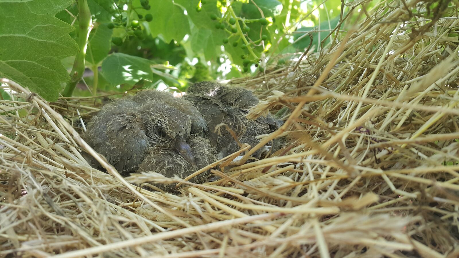Samsung Galaxy Note4 sample photo. Bird, pigeon, puppies photography