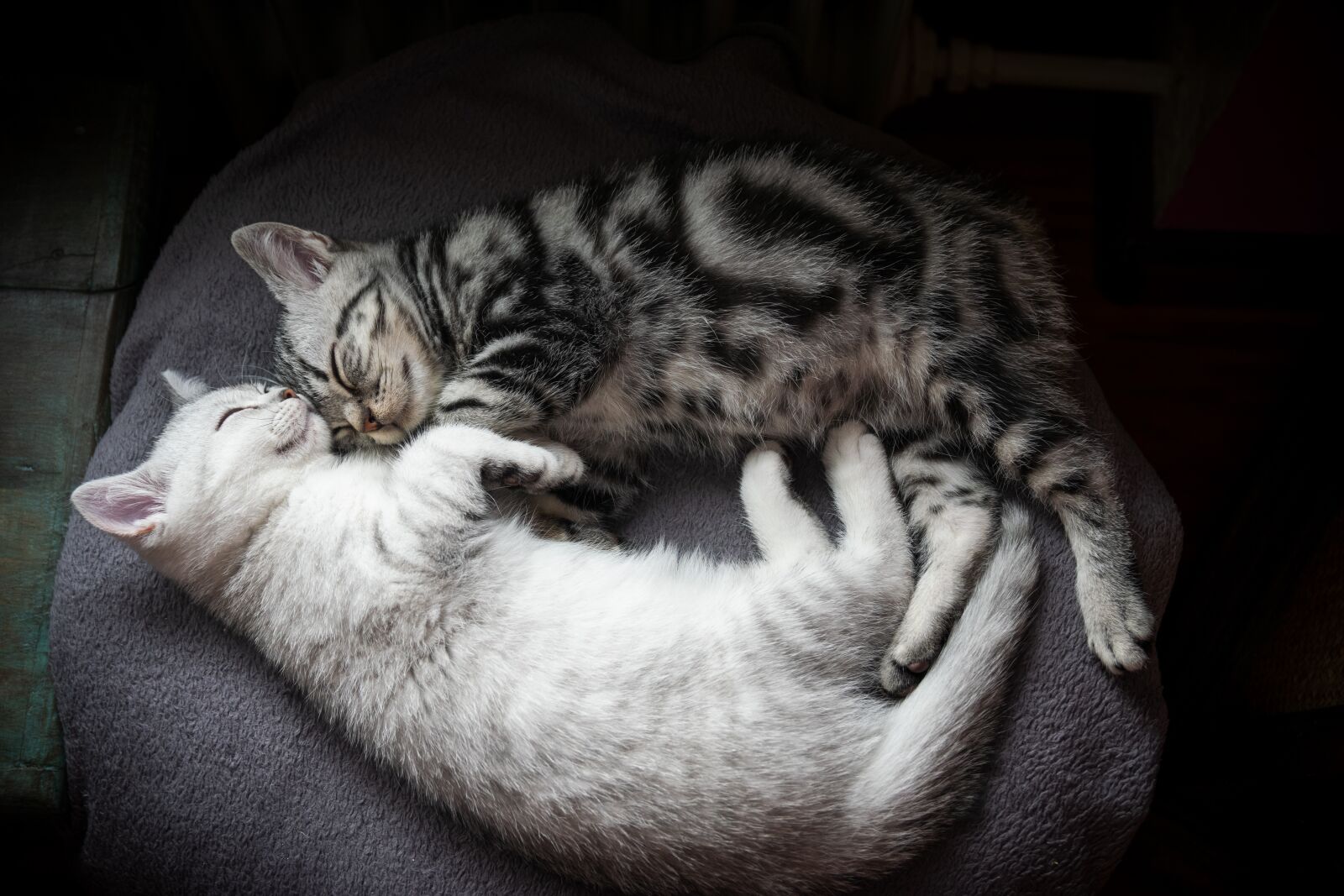 Nikon D5300 sample photo. Kitten, cat, charming photography