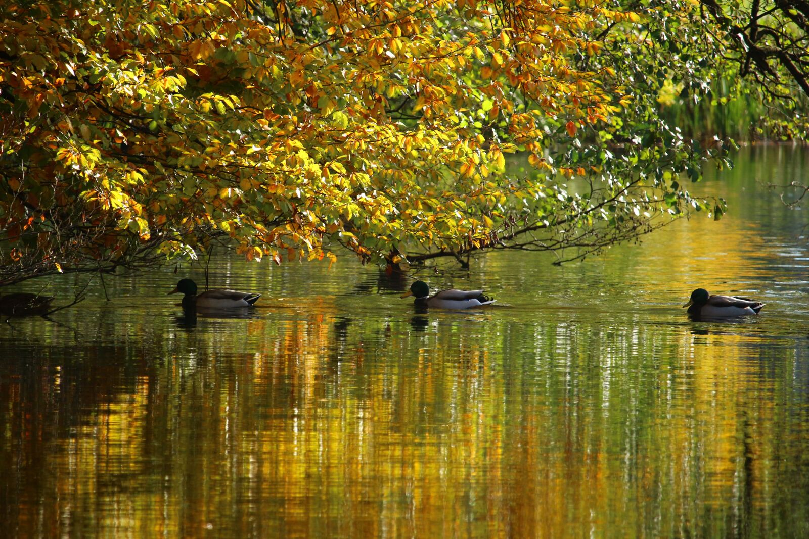 Canon EOS 100D (EOS Rebel SL1 / EOS Kiss X7) sample photo. Autumn, water, fall foliage photography
