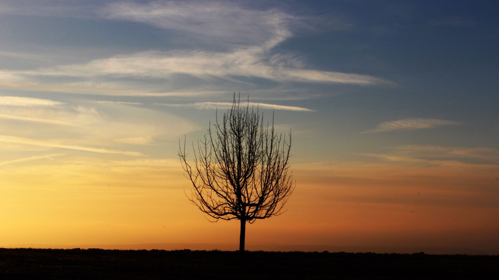 Canon EOS 600D (Rebel EOS T3i / EOS Kiss X5) sample photo. Tree, morning, morgenrot photography