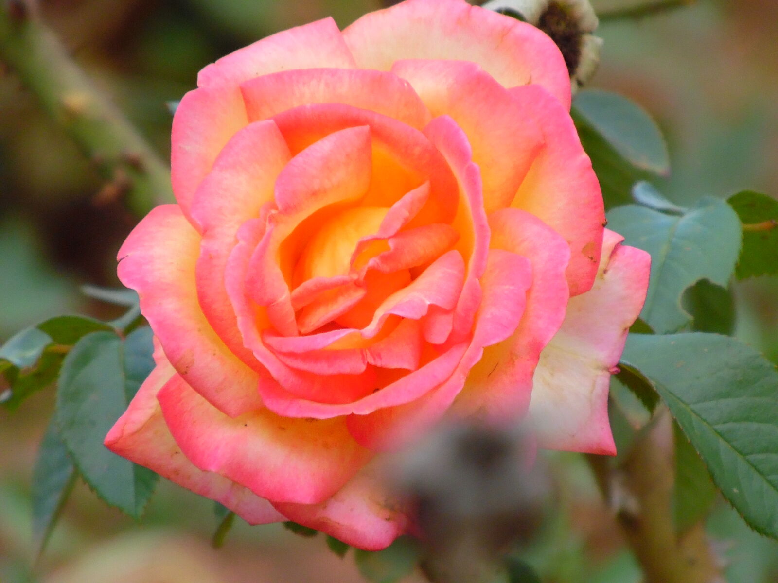 Samsung WB1100F/WB1101F/WB1102F sample photo