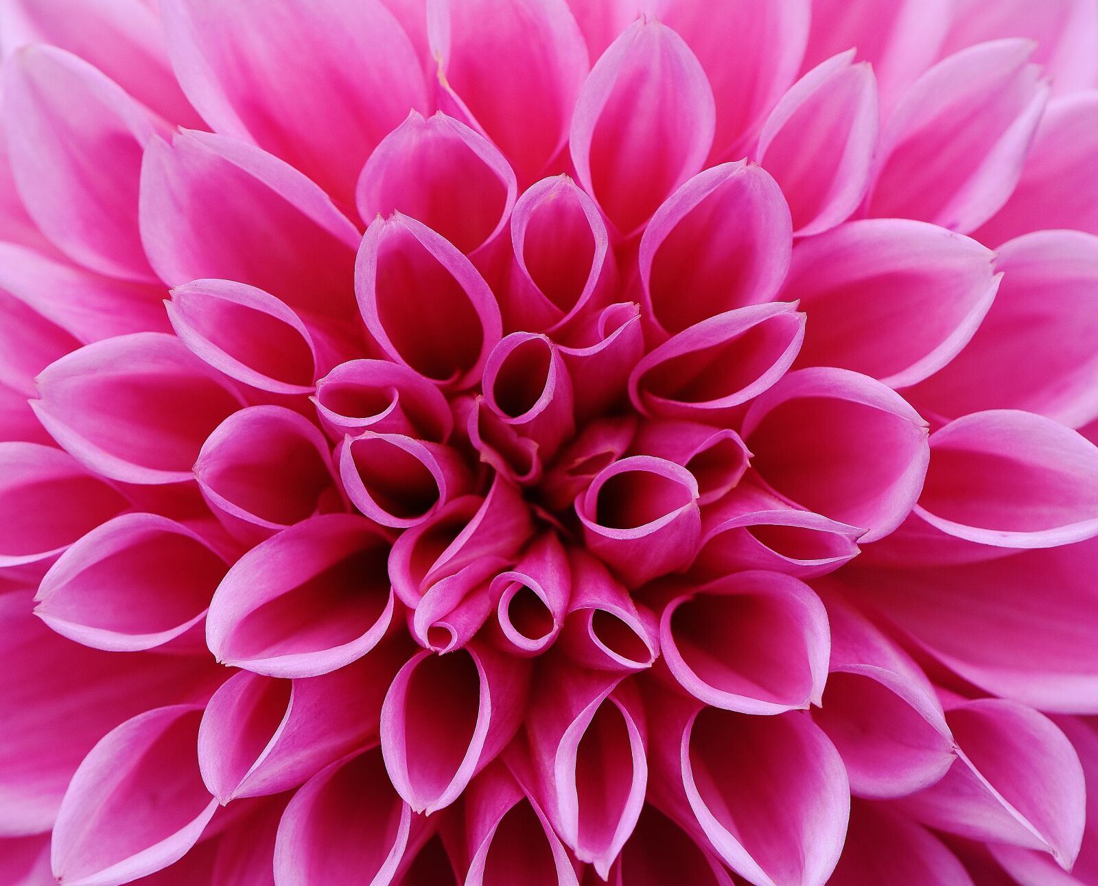 Nikon D7200 sample photo. Dahlia, dahlias, autumn photography