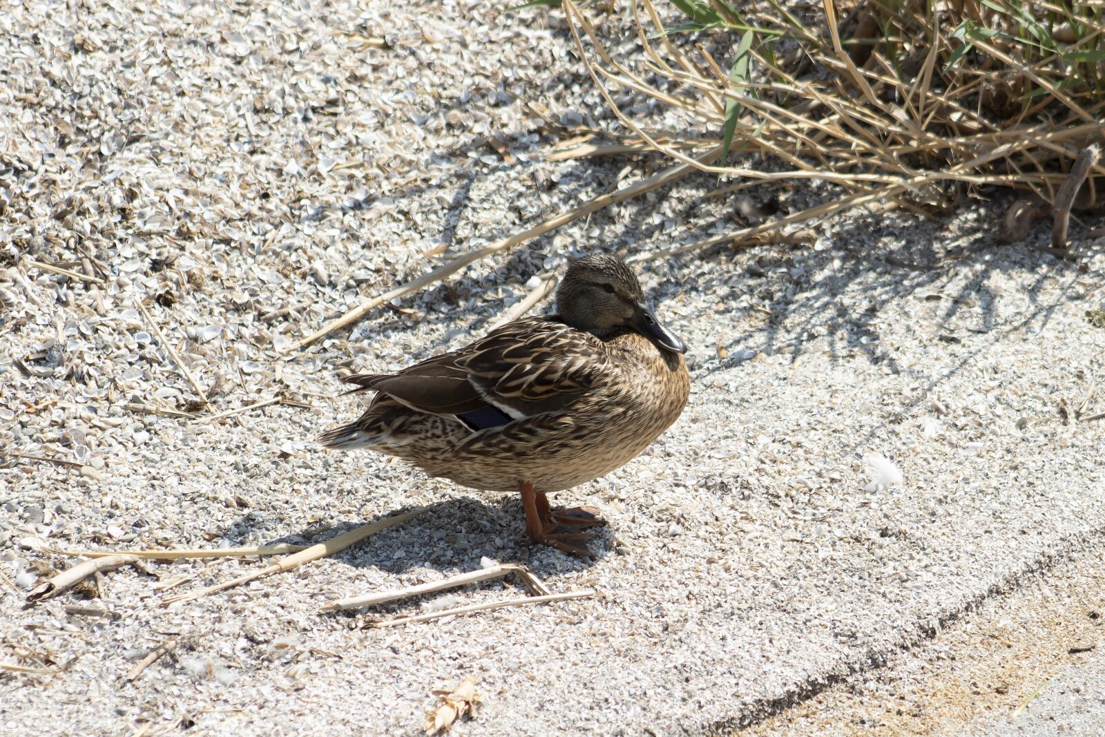 Canon EF75-300mm f/4-5.6 sample photo. Wild ducks, teal, duck photography