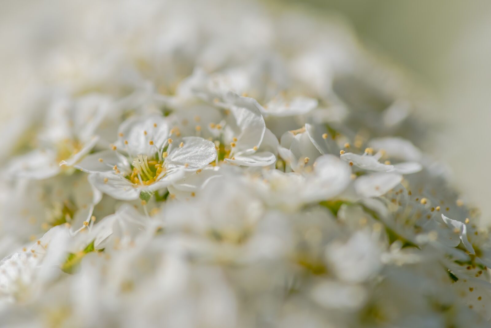 Nikon D750 sample photo. Flower, blossom, spring photography