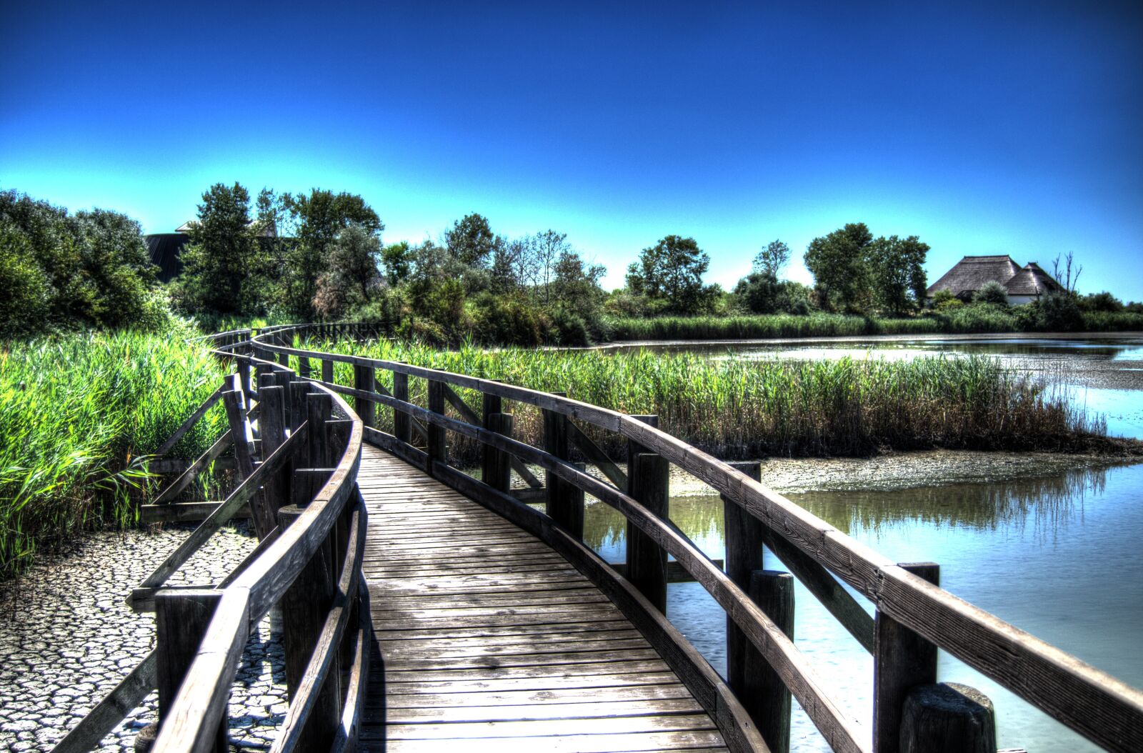 Nikon D5100 sample photo. Bridge, trees, green photography