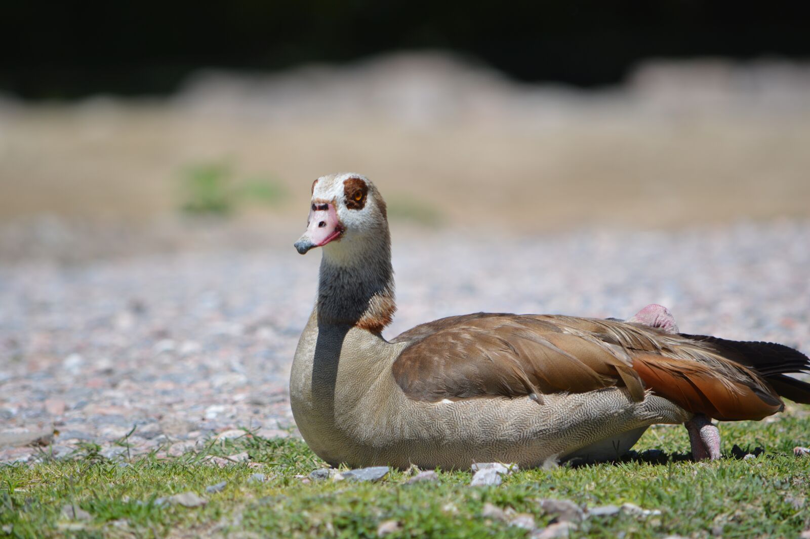 Nikon D3200 sample photo. Duck, ave, nature photography