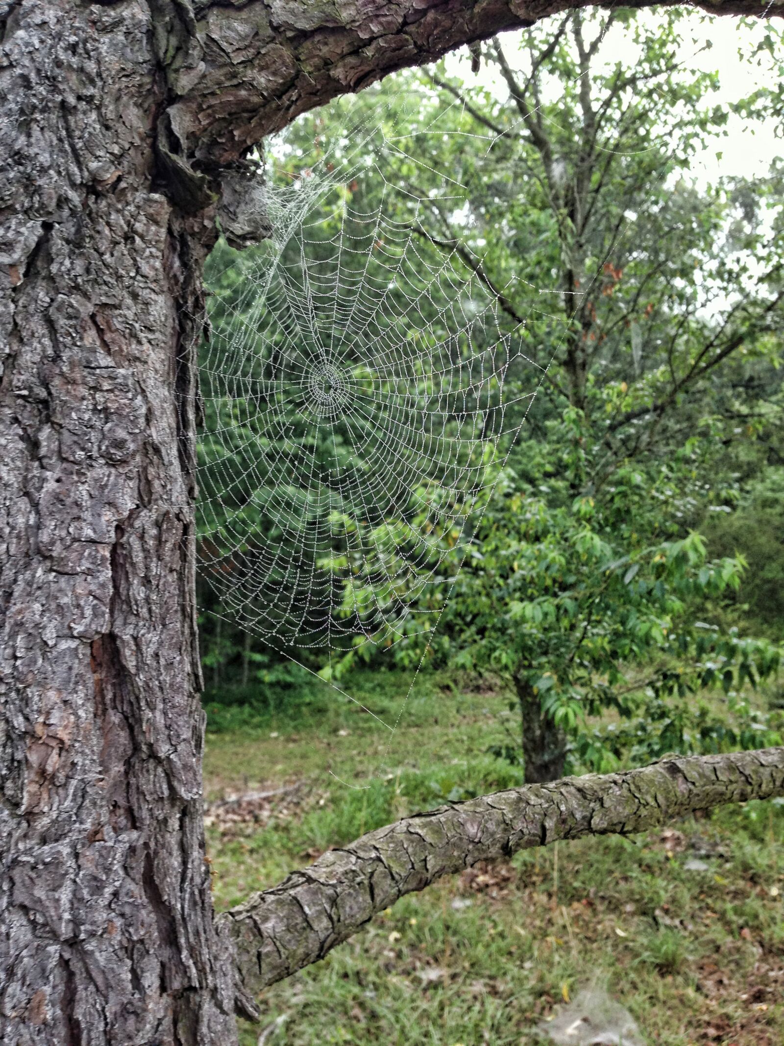 Apple iPhone 5 sample photo. Tree, spider web, leaves photography