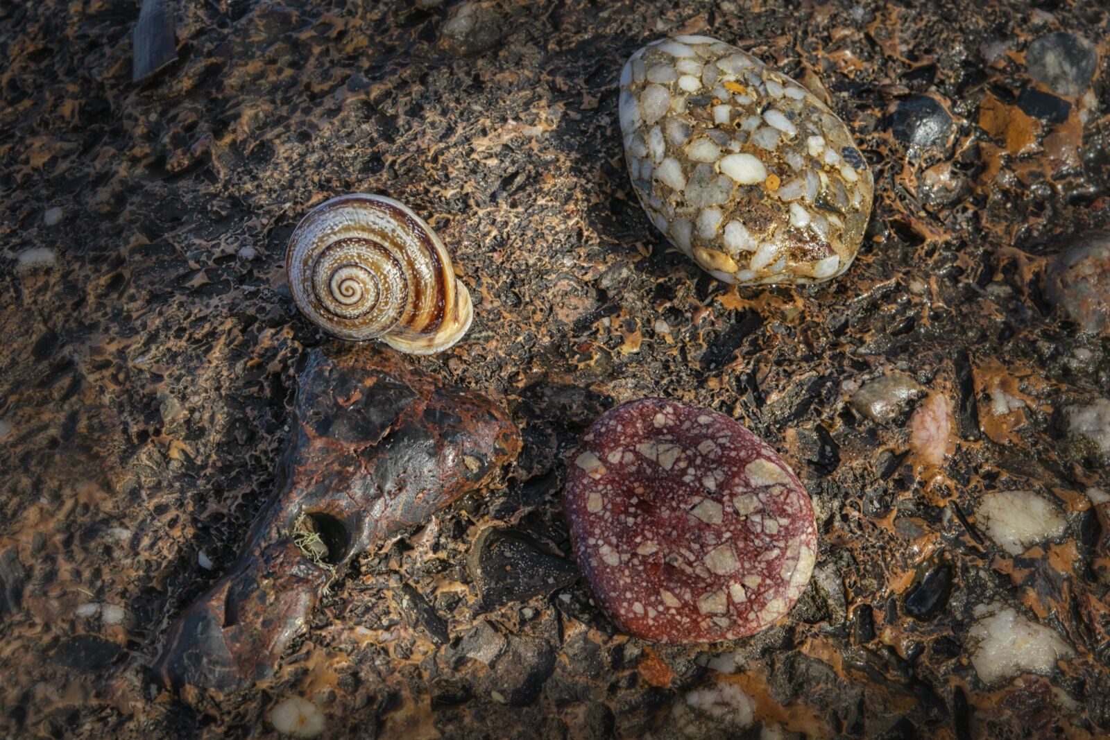 Nikon D3300 sample photo. Snail, stone, shell photography