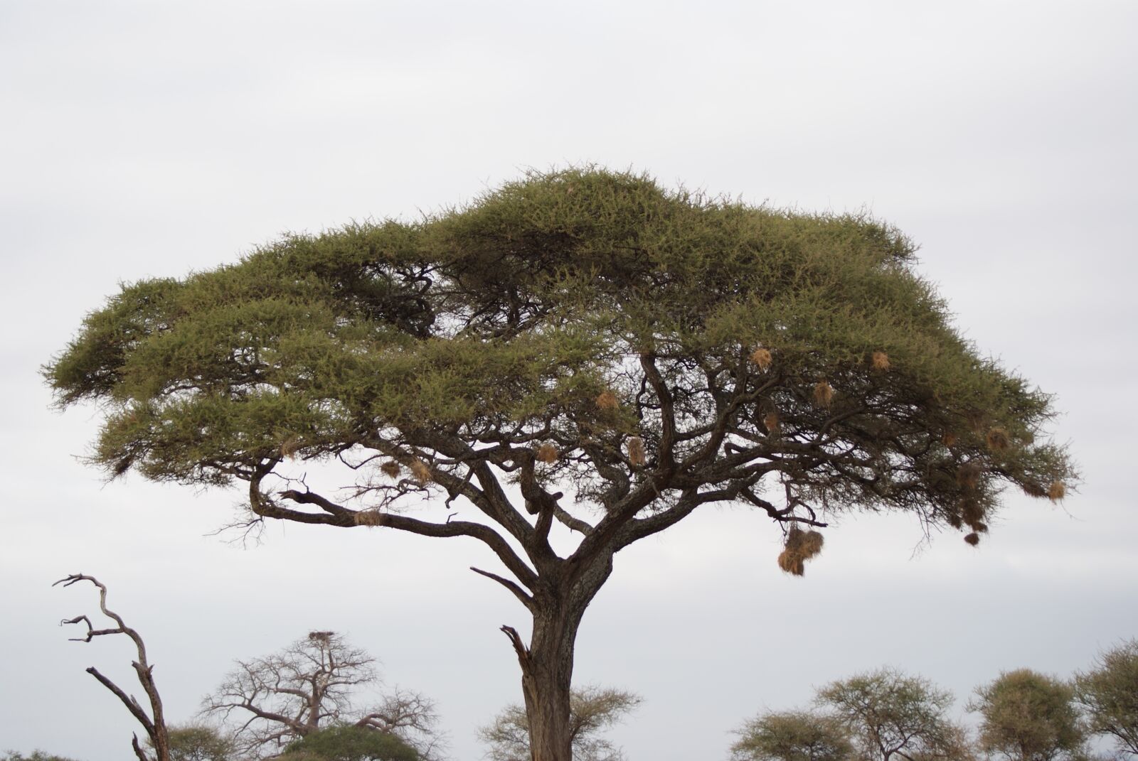 Sony Alpha DSLR-A230 sample photo. Acacia, tree, africa photography