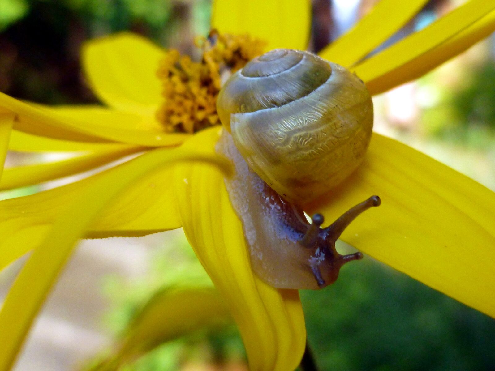 Panasonic DMC-FS37 sample photo. Snail, mollusk, shell photography