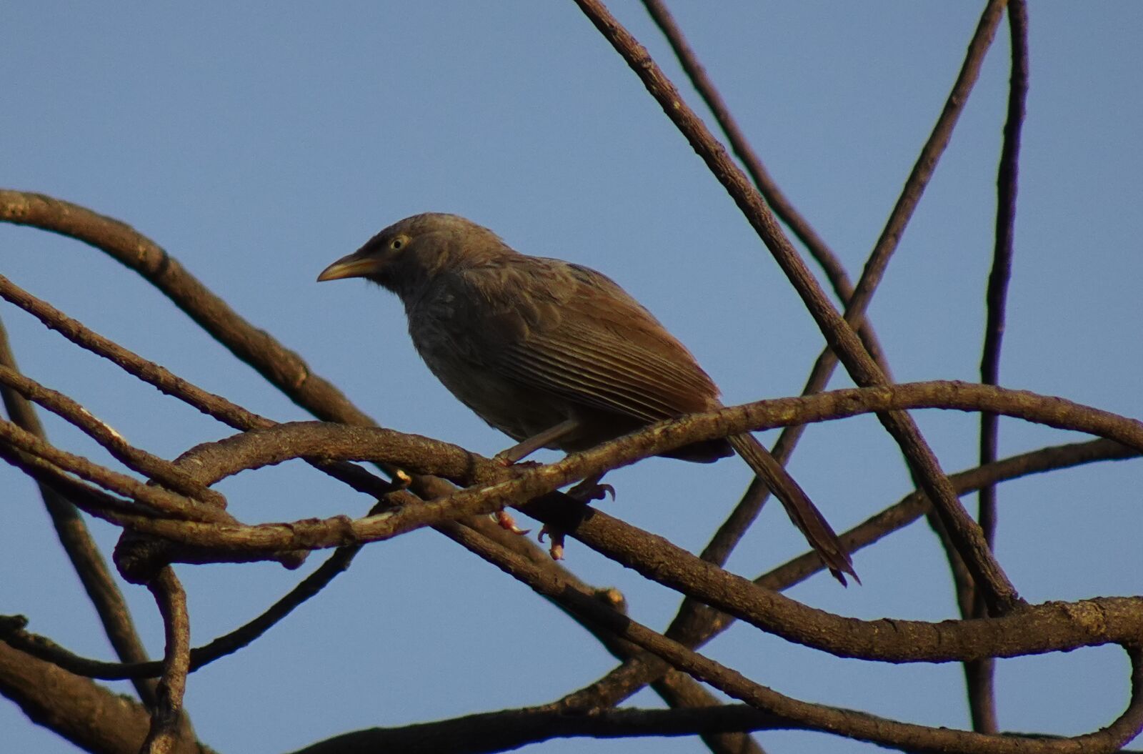 Sony DSC-WX800 sample photo. Bird, babbler, jungle babbler photography
