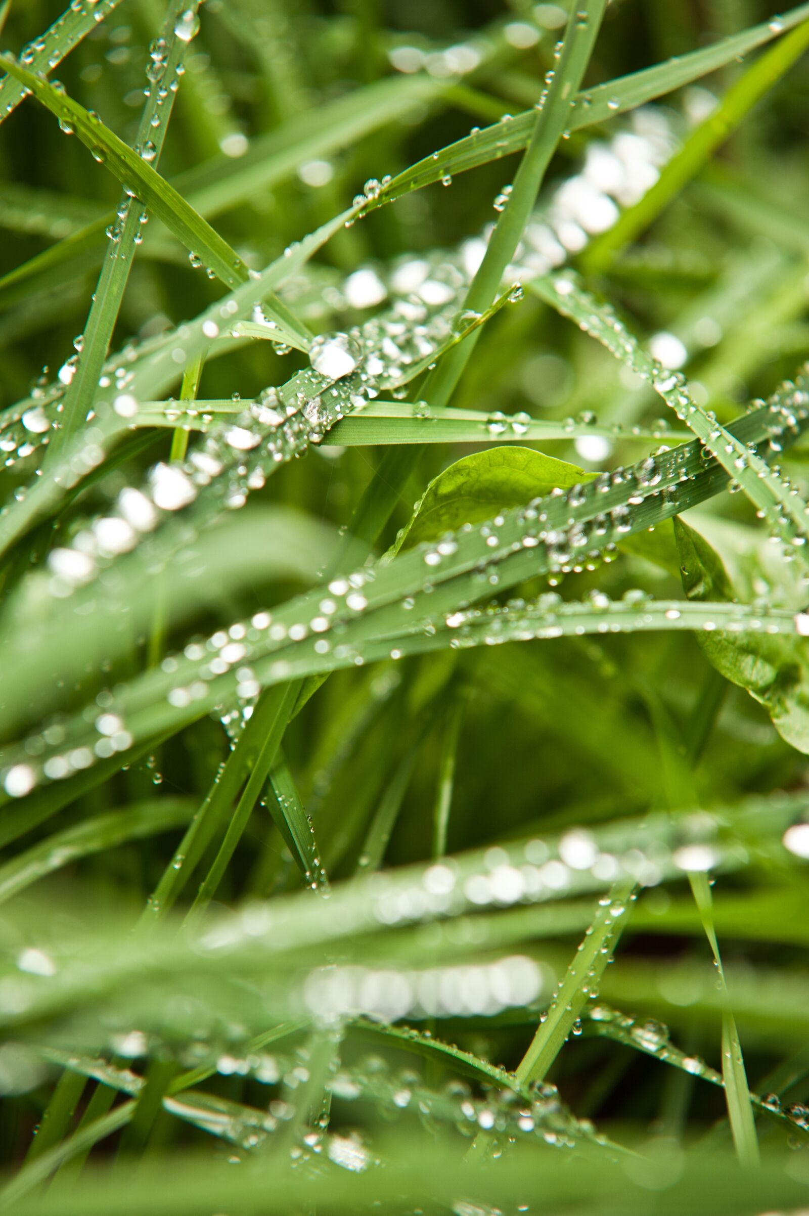Nikon D700 sample photo. Grasses, green, rain photography