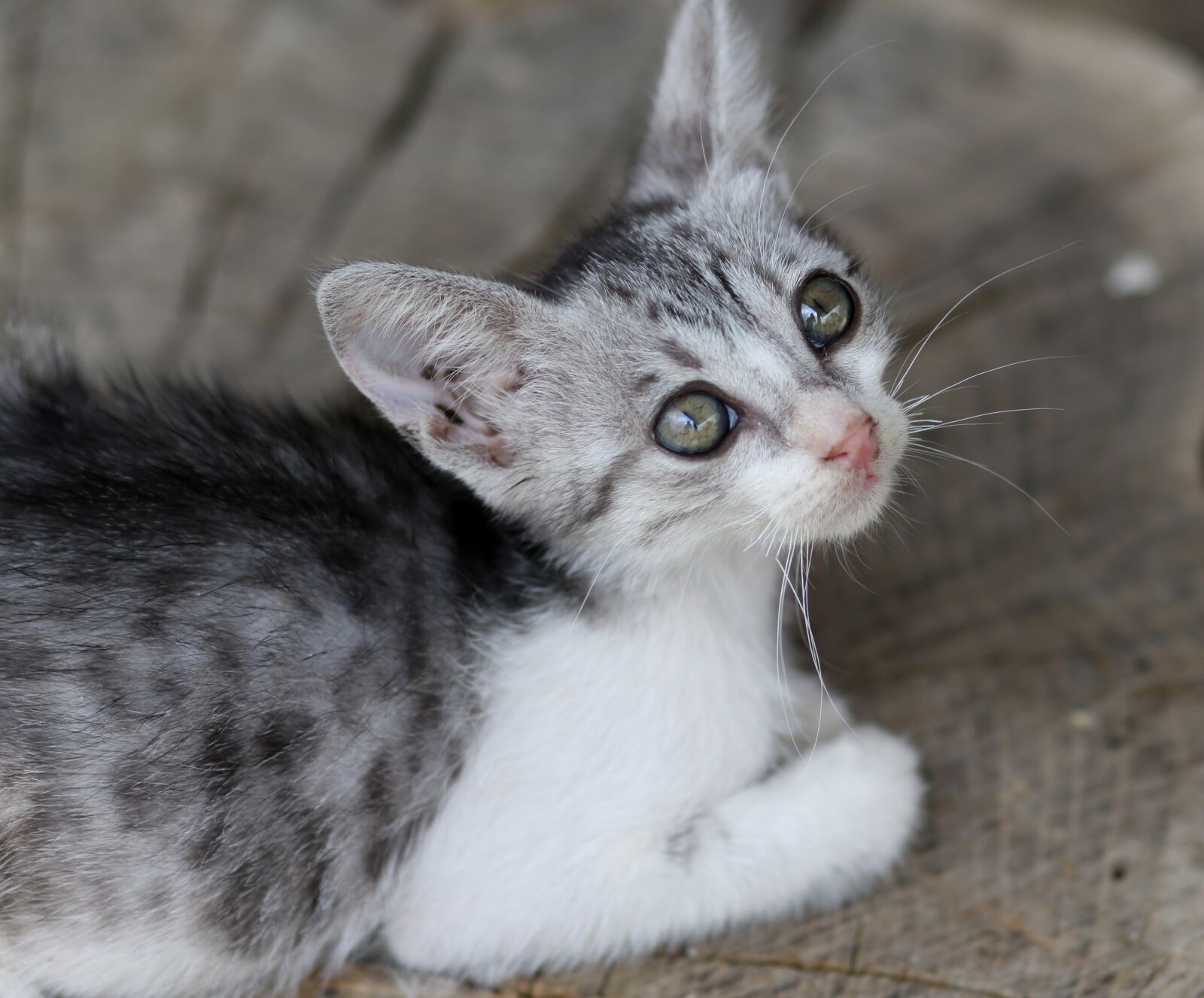 Canon EF 85mm F1.8 USM sample photo. Cat, small, animals photography