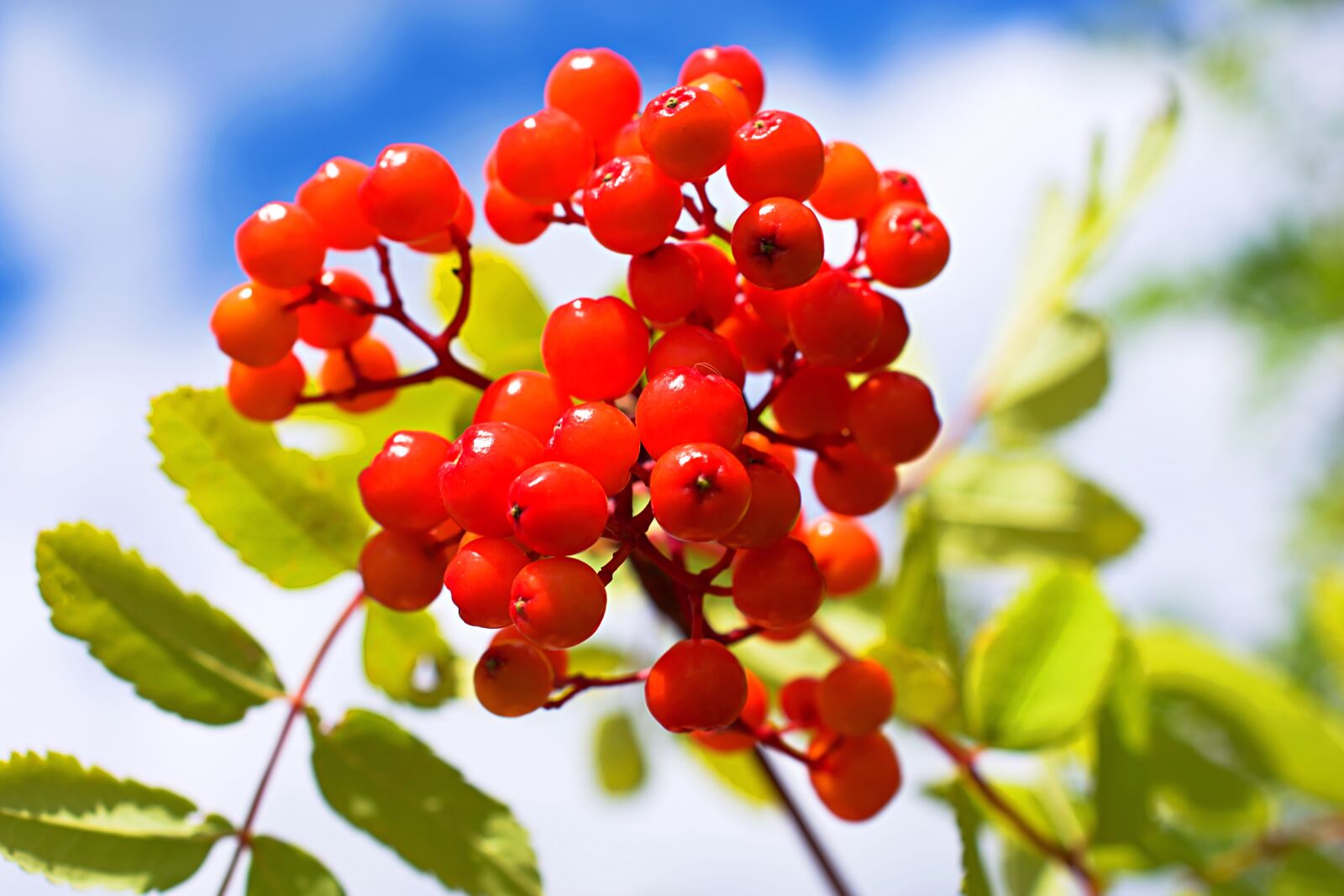 Nikon D3400 sample photo. Rowanberry bush, berry, berries photography