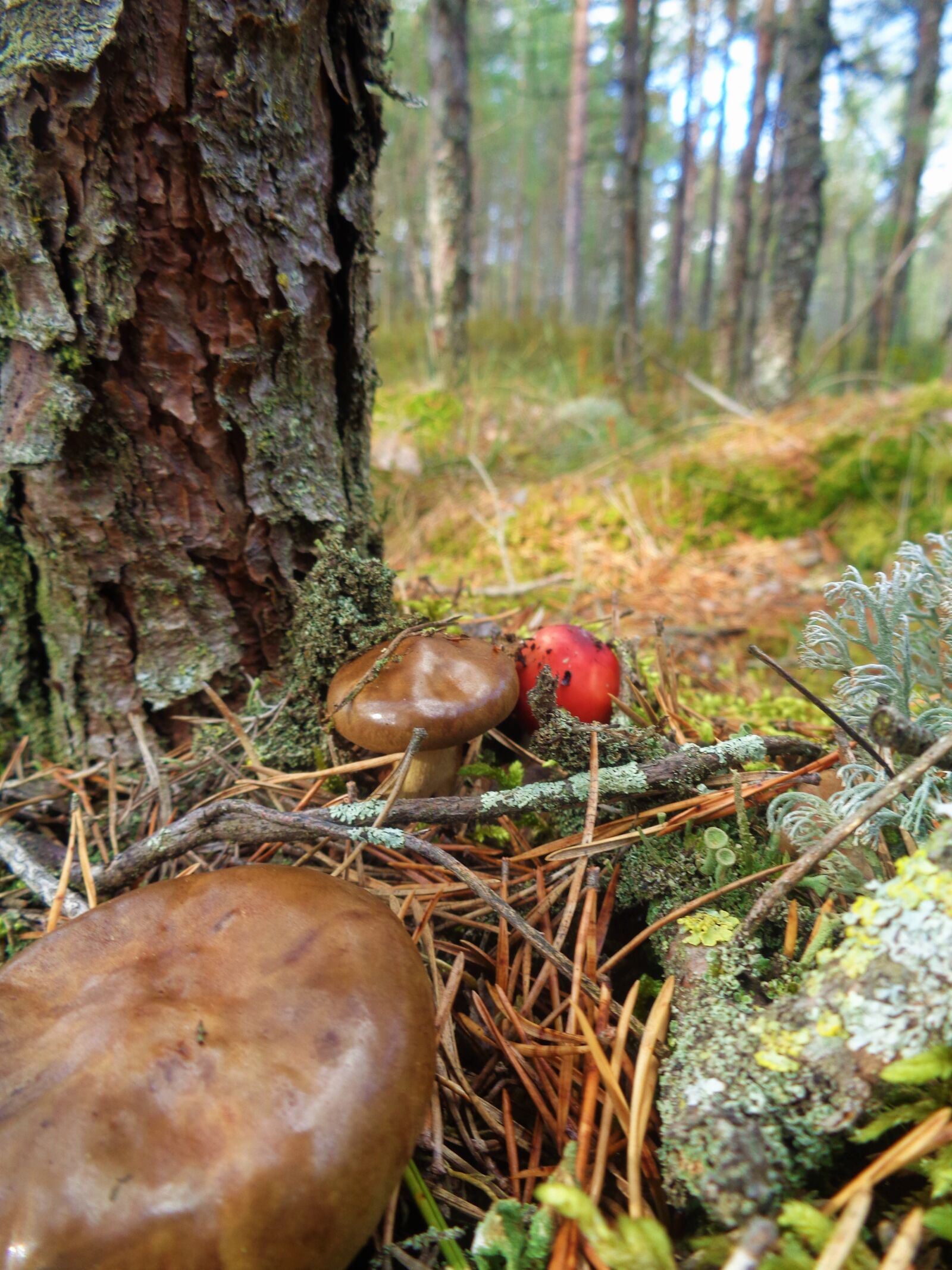 Sony Cyber-shot DSC-W830 sample photo. Estonia, viru bog, nature photography