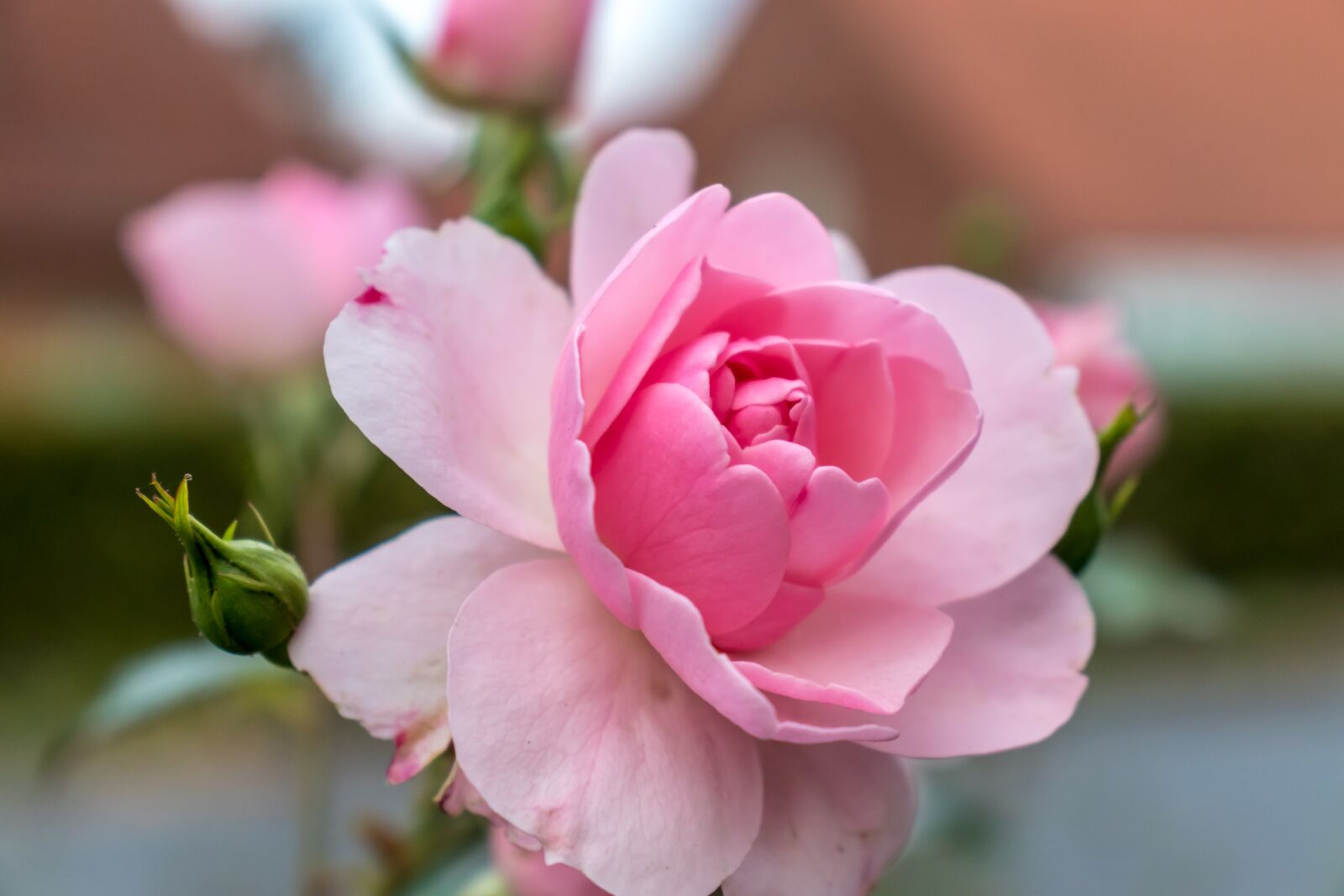 Canon EOS 200D (EOS Rebel SL2 / EOS Kiss X9) sample photo. Rose, pink, flower photography