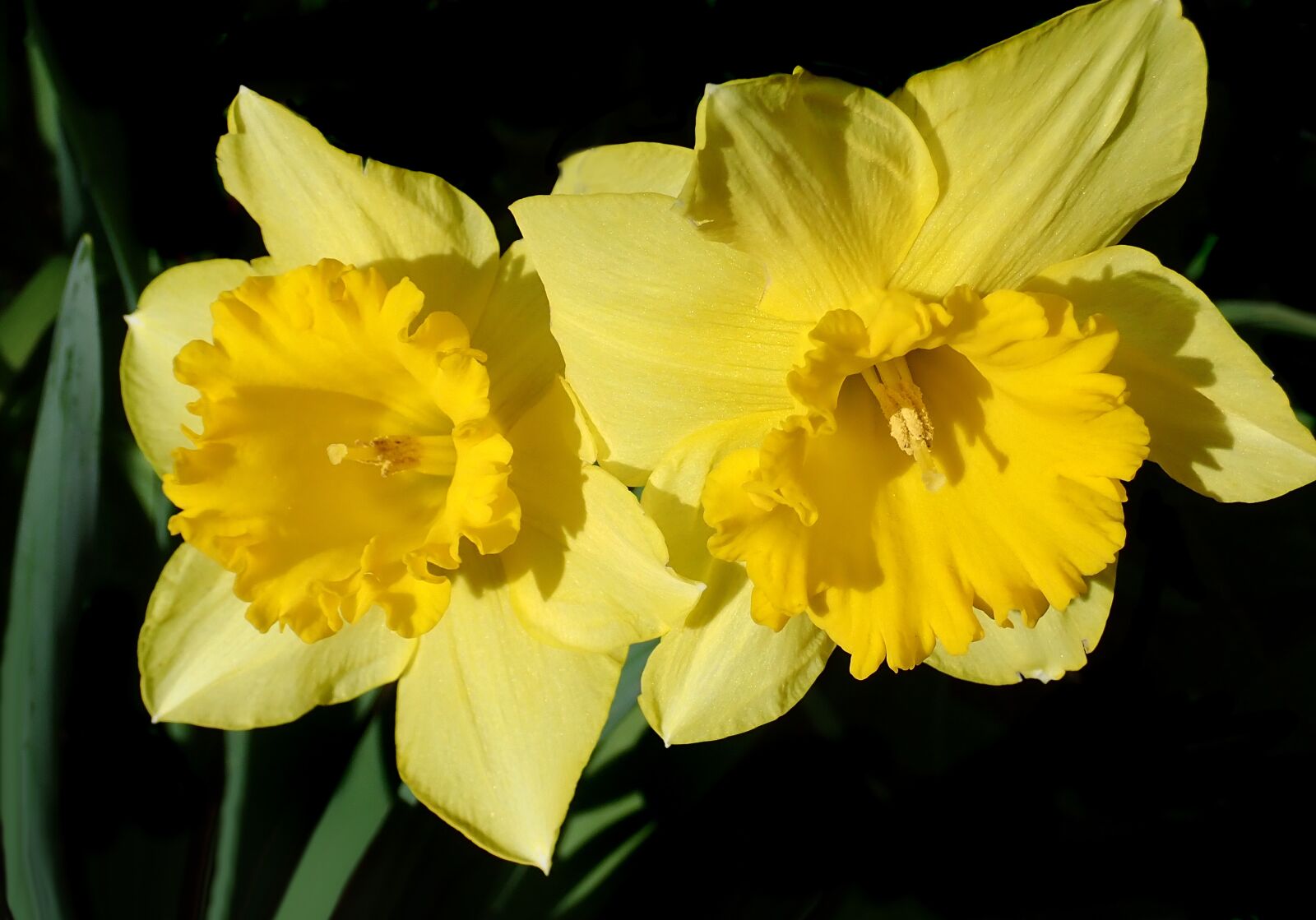 Olympus TG-5 sample photo. Daffodils, yellow, flowers photography