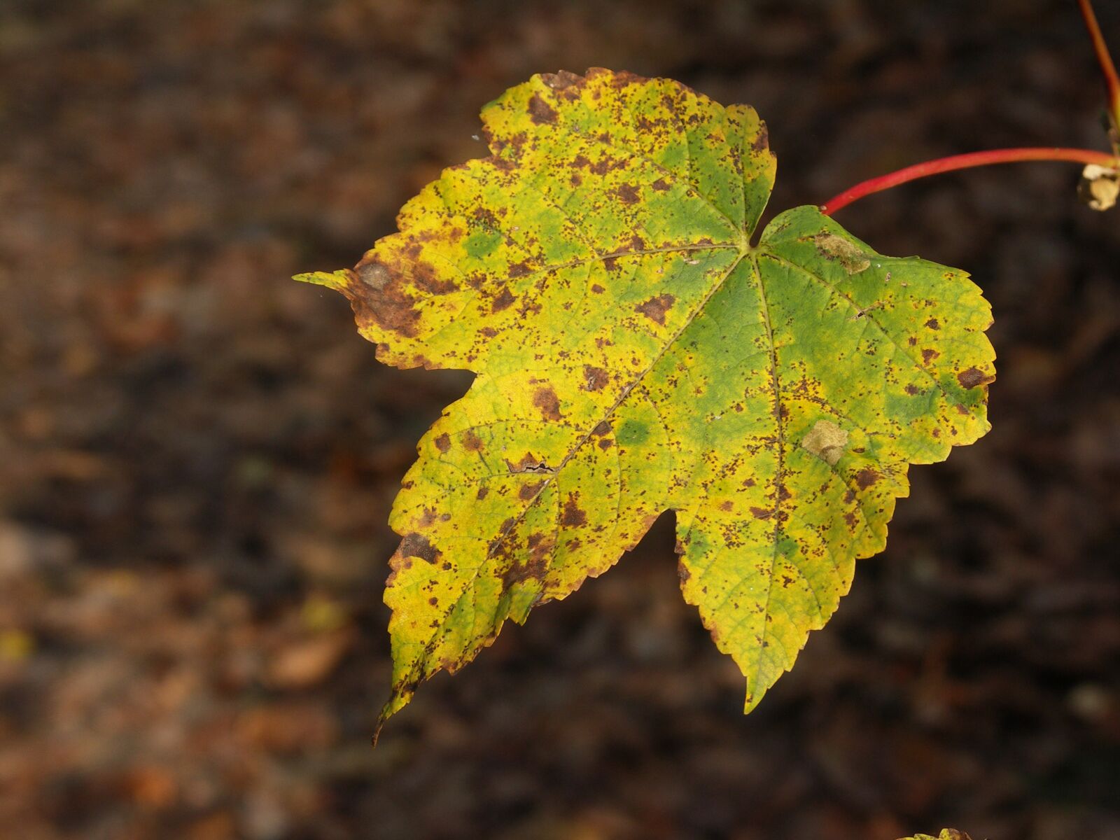 KONICA MINOLTA DiMAGE A200 sample photo. Autumn, sheet, forest photography