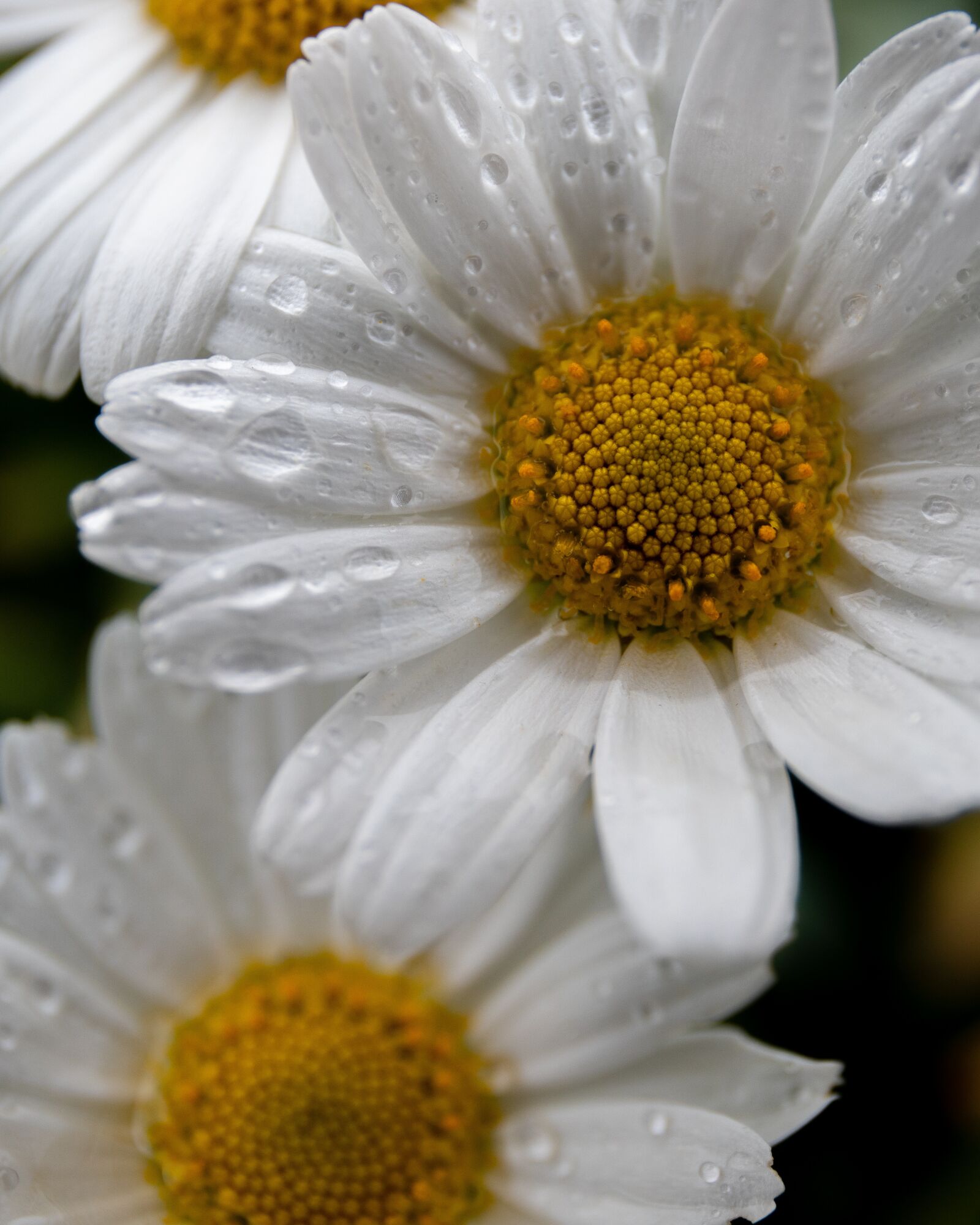 Canon EOS 6D Mark II sample photo. Daisy, spring, bloom photography