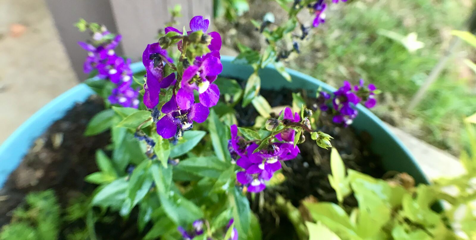 iPhone 7 back camera 3.99mm f/1.8 sample photo. Purple, vinca, evergreen photography