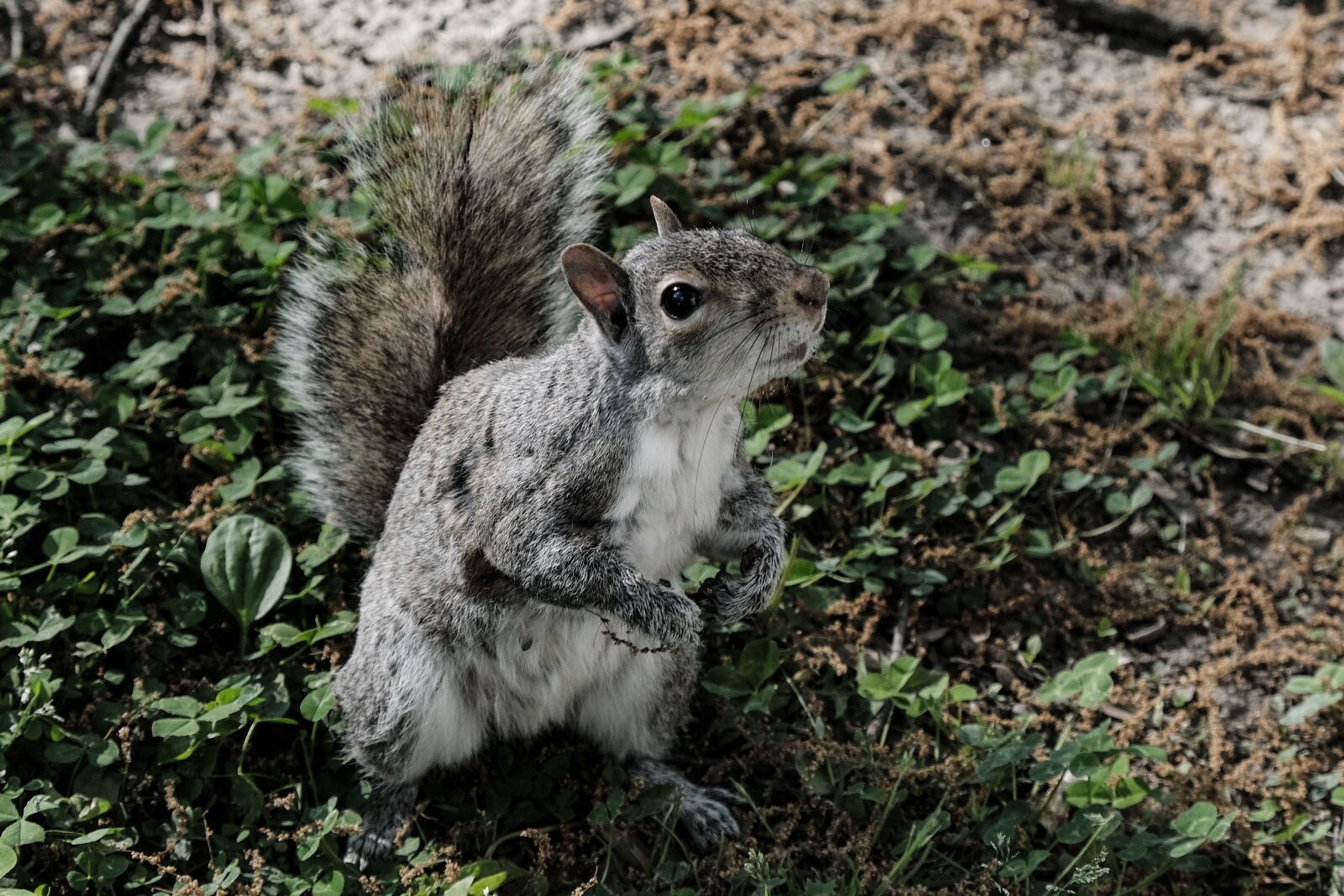 Fujifilm X-T3 sample photo. The squirrel, nature, animal photography