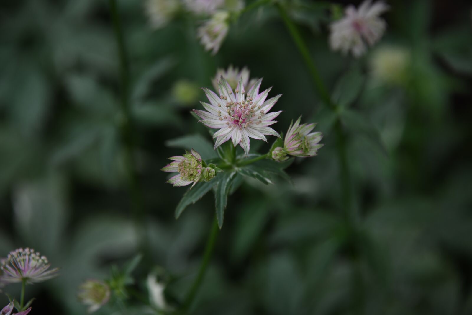 Nikon D850 sample photo. Flower, garden, pink photography