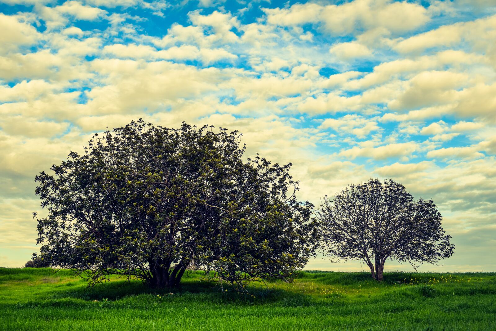 Nikon D3300 sample photo. Trees, meadow, landscape photography