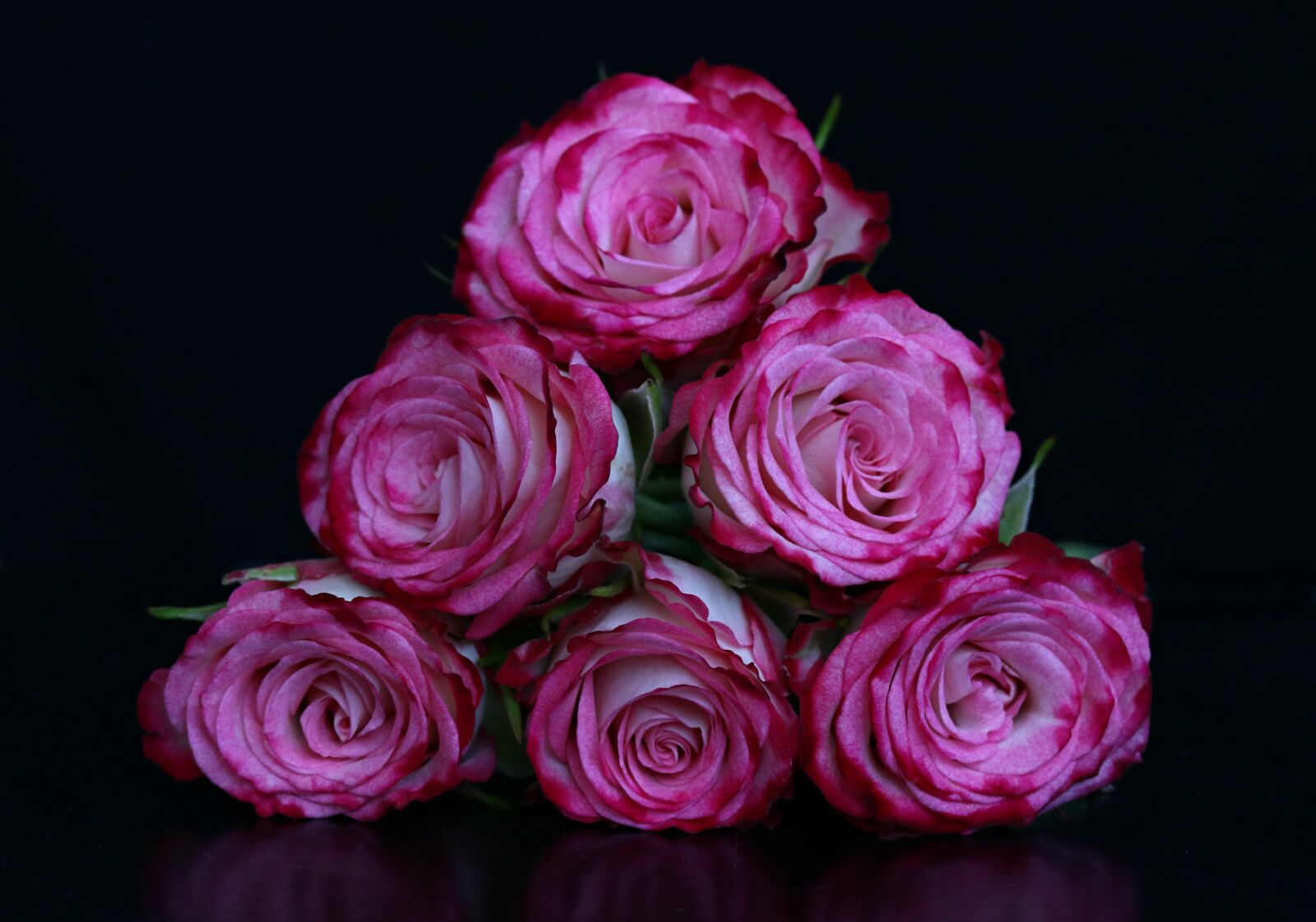 Canon EF-S 60mm F2.8 Macro USM sample photo. Rose, pink, flower photography