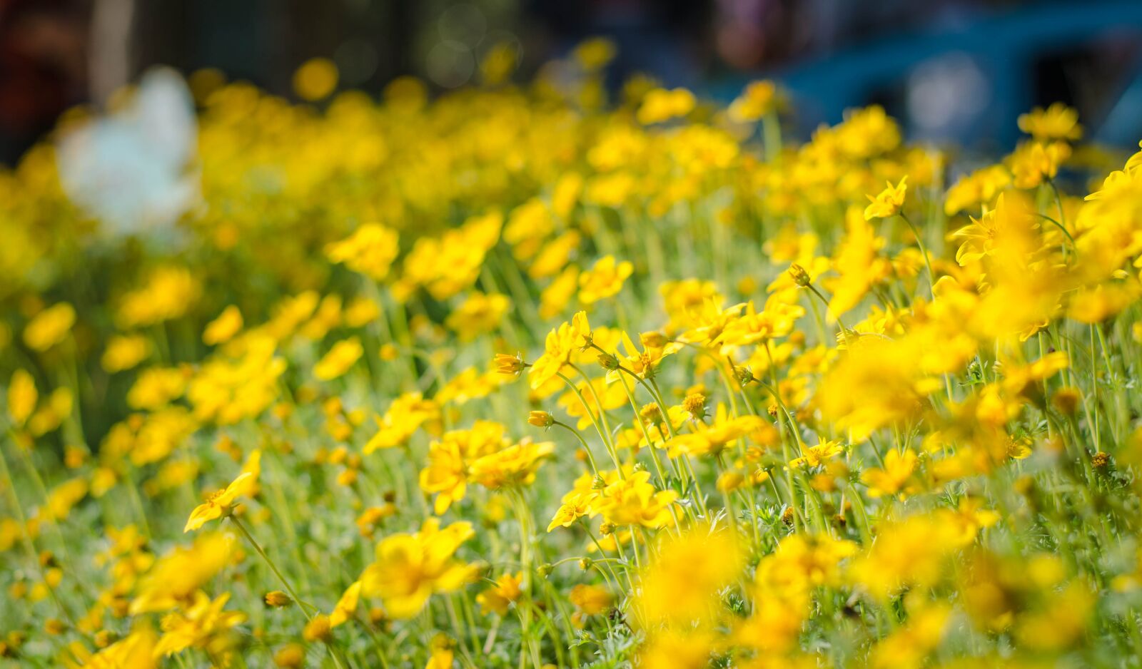 Nikon D7000 sample photo. Flower, color, bright photography