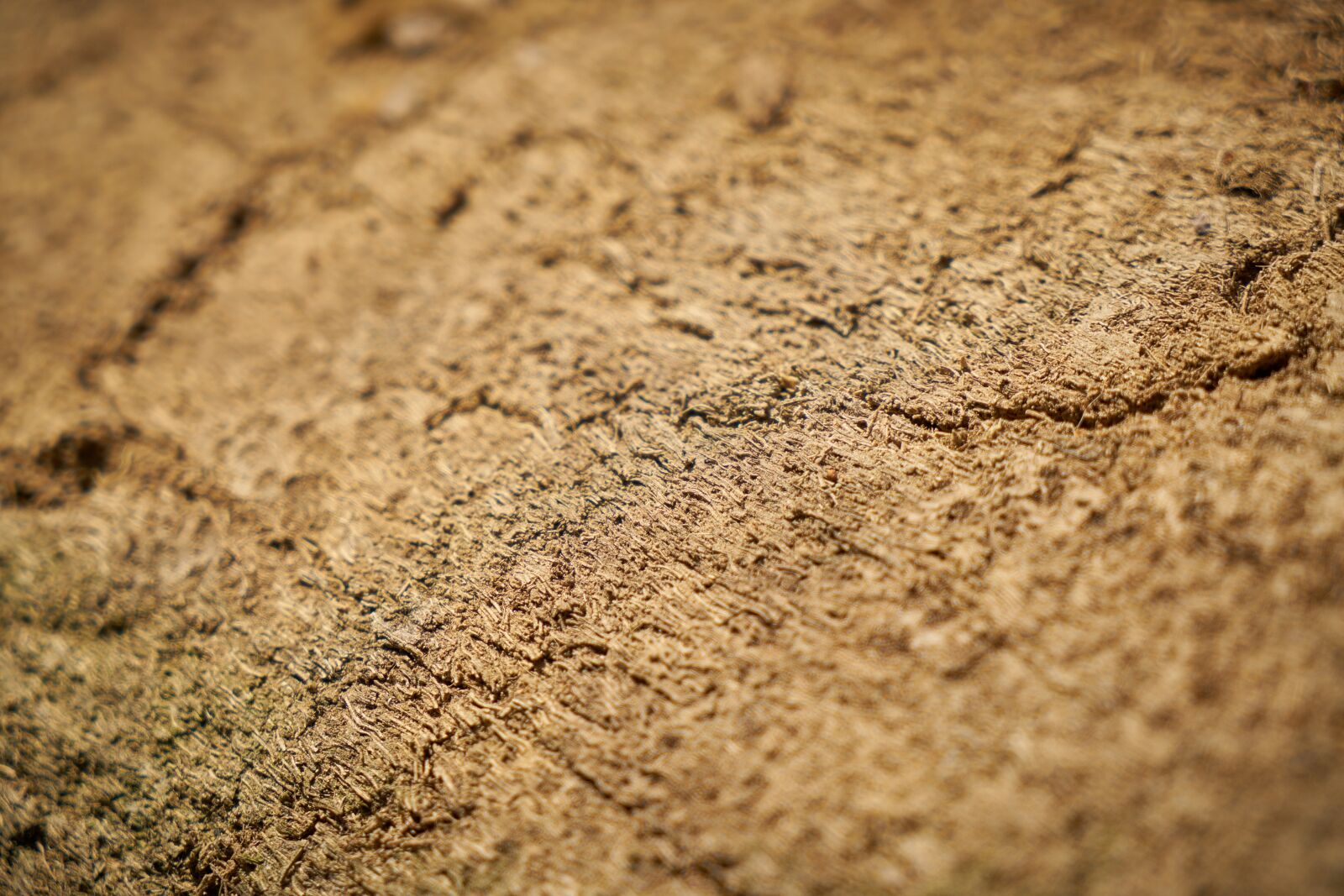 Sony a7R II sample photo. Wood, tree, texture photography