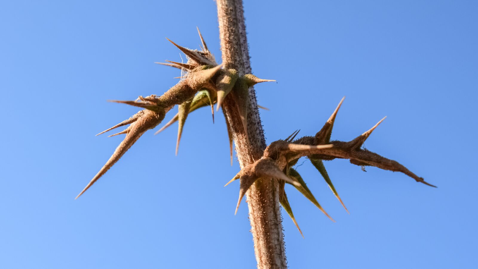 Nikon D3300 sample photo. Thorns, plant, nature photography