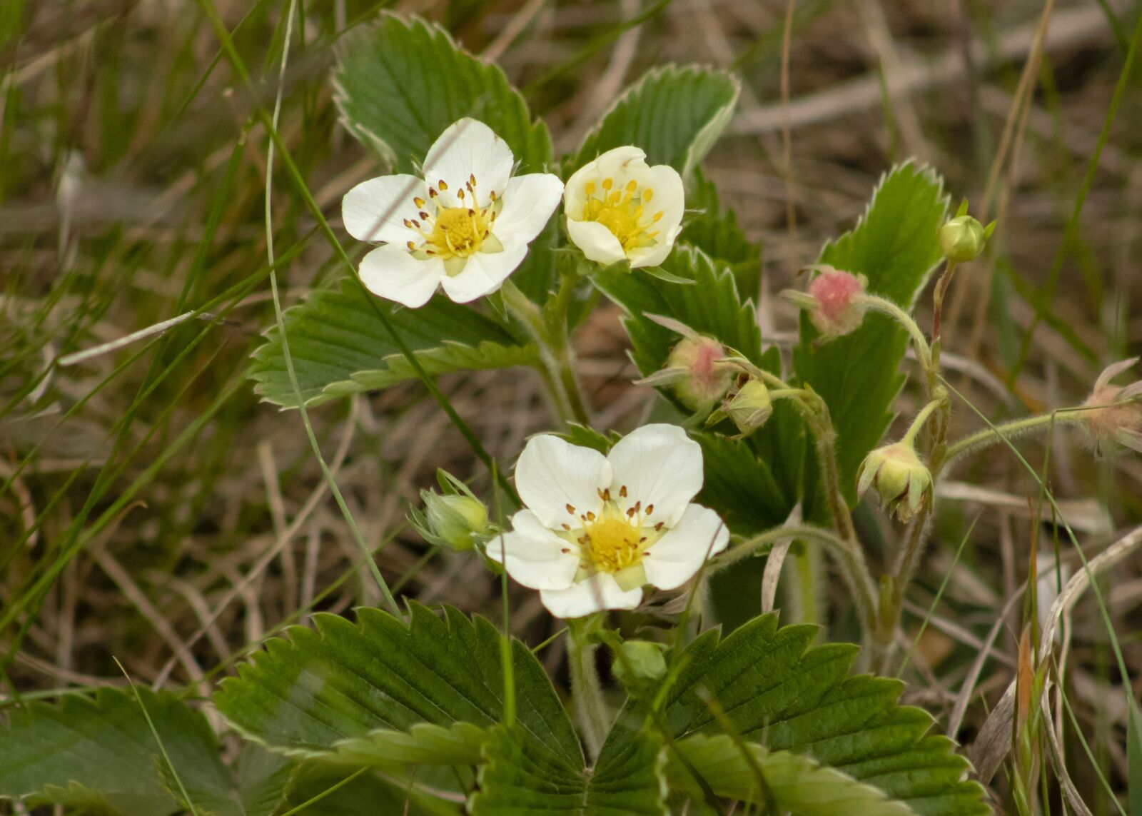 Canon EF75-300mm f/4-5.6 sample photo. Wildflower, strawberry, berry plant photography