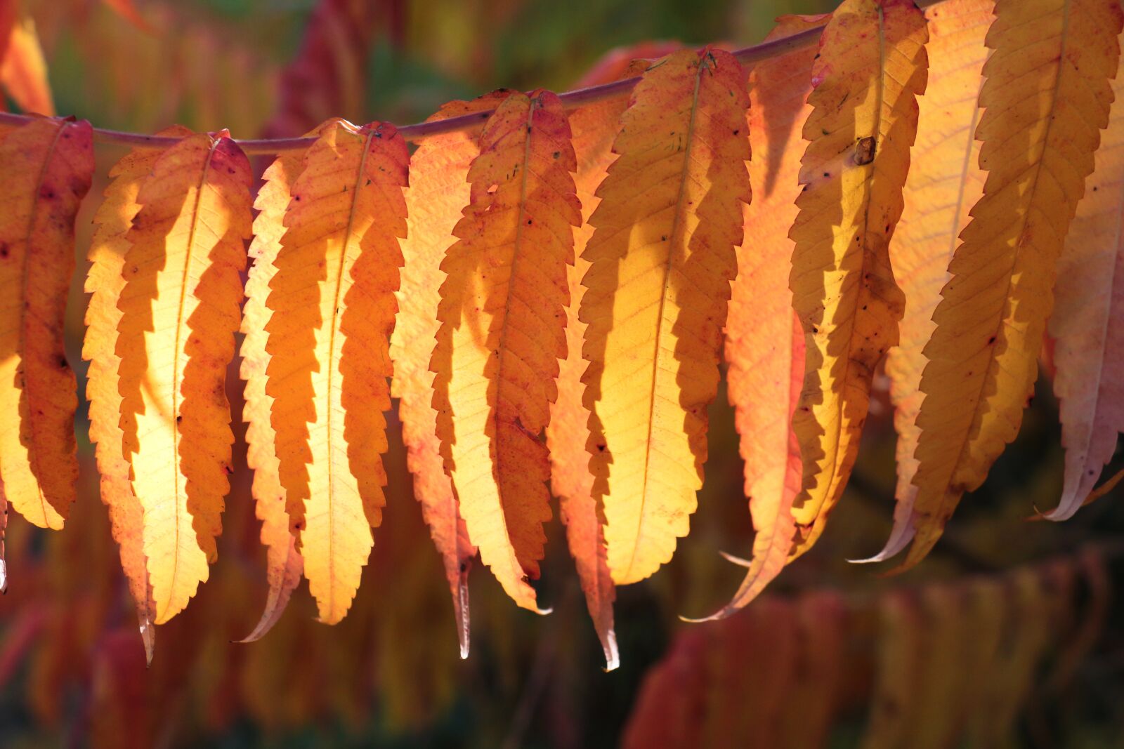 Canon EOS 700D (EOS Rebel T5i / EOS Kiss X7i) sample photo. Leaves, autumn, fall foliage photography