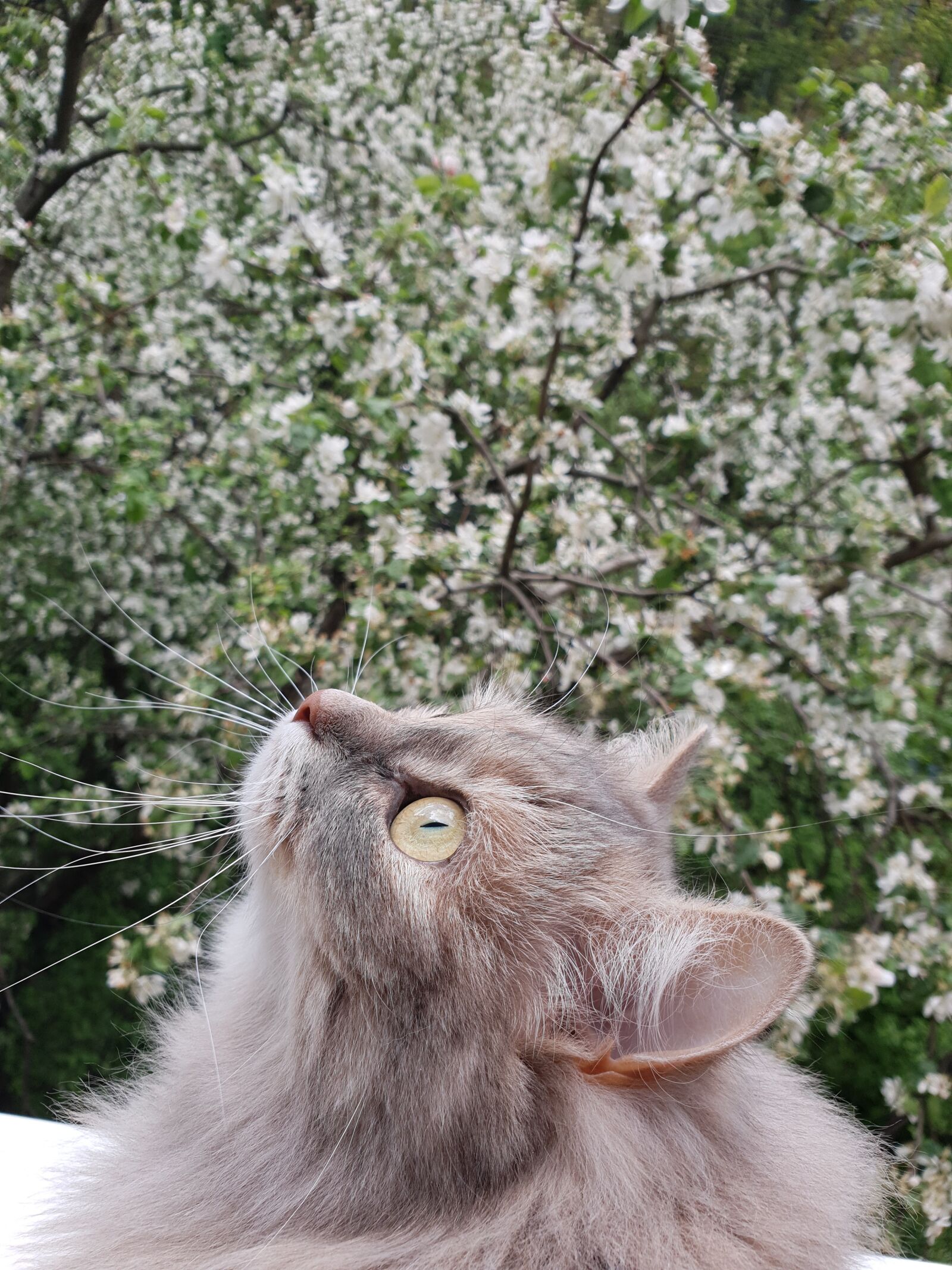 Samsung Galaxy S10e sample photo. Russia, spring, bloom photography