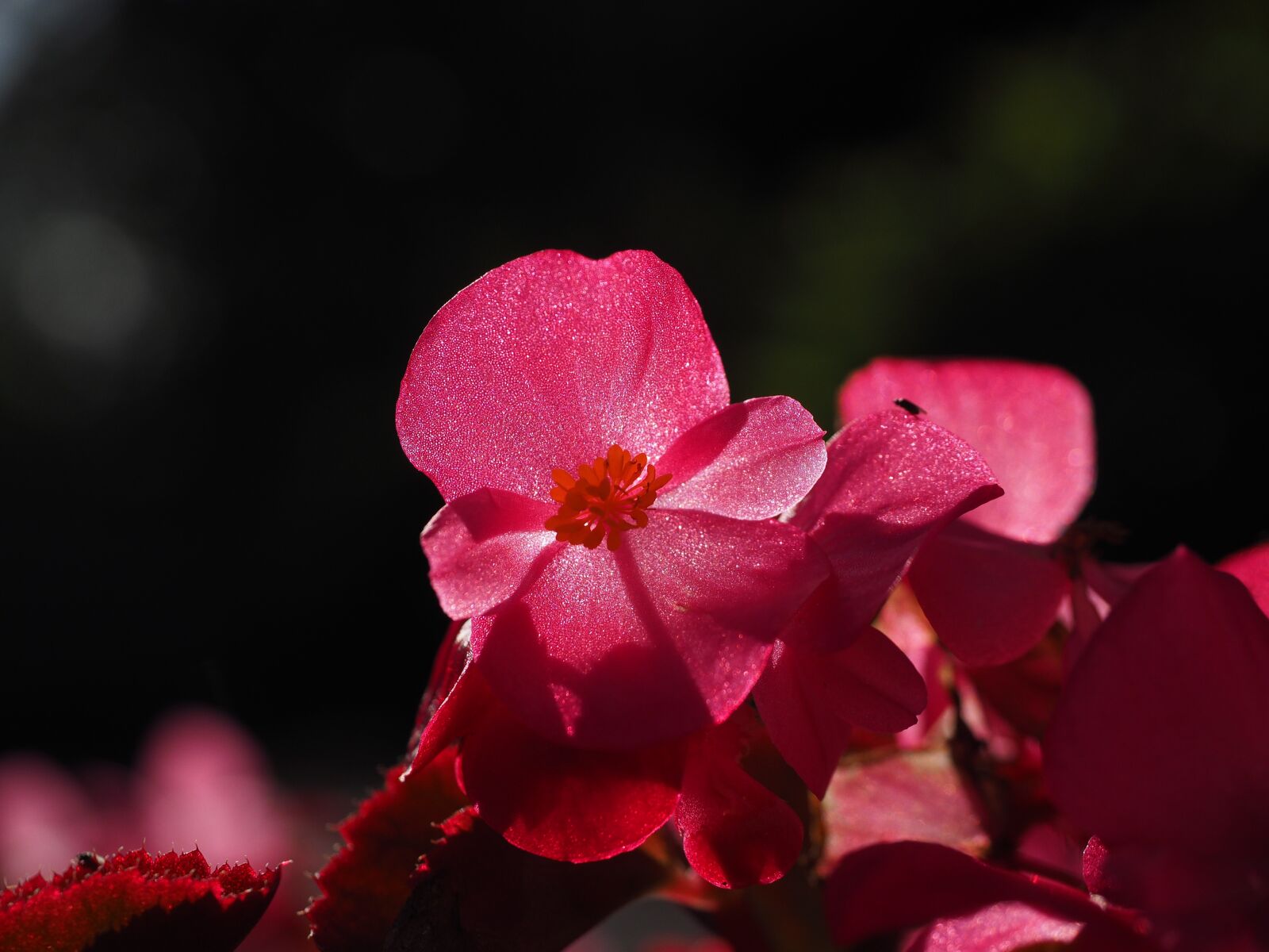 Olympus OM-D E-M1 + Olympus M.Zuiko Digital ED 12-40mm F2.8 Pro sample photo. Blossom, bloom, close up photography