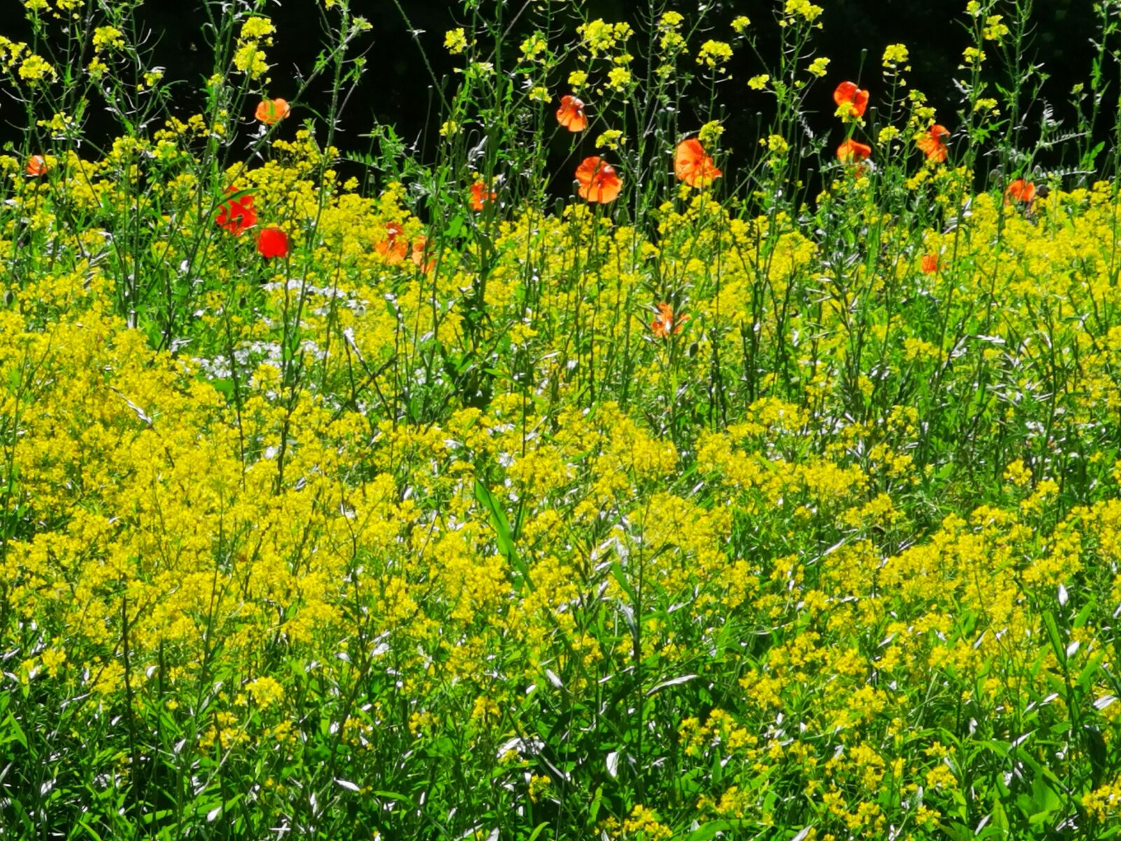 HUAWEI P30 Pro sample photo. Meadow, bloom, poppy photography