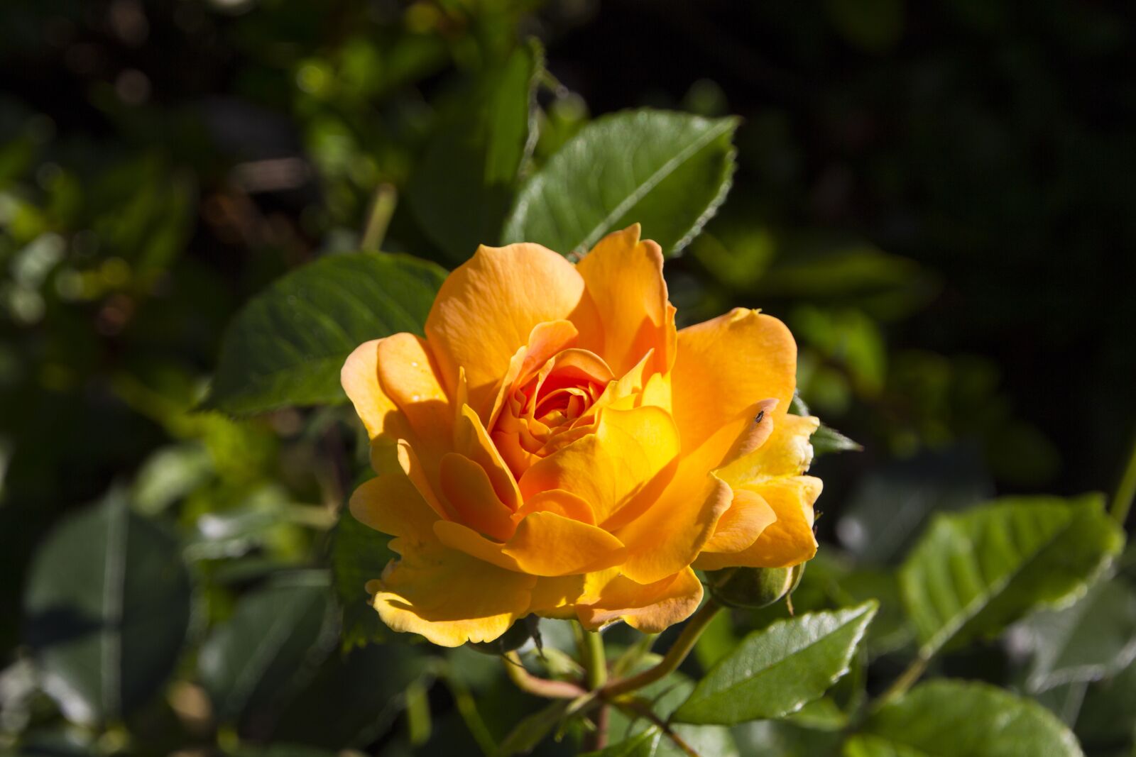 Canon EOS 60D sample photo. Rose, flower, rose blooms photography