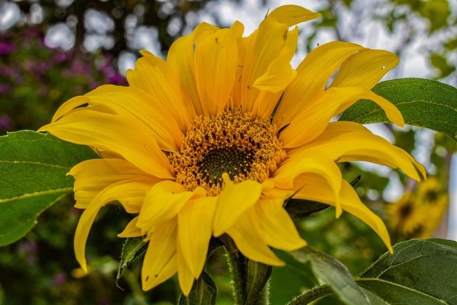 Nikon D3300 sample photo. Sunflower, nature, flora photography