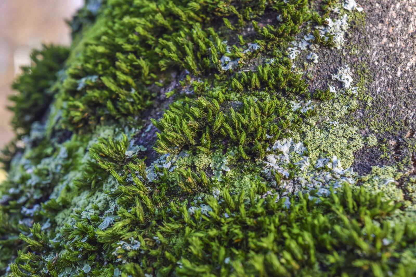Nikon D3300 sample photo. Tree, moss, nature photography