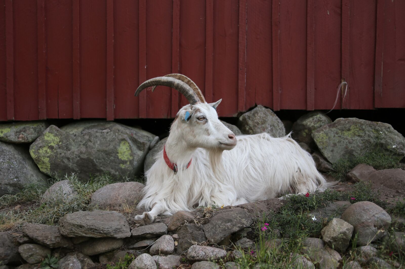 Canon EOS 6D + Canon EF 28-300mm F3.5-5.6L IS USM sample photo. Goat, culture, the horns photography