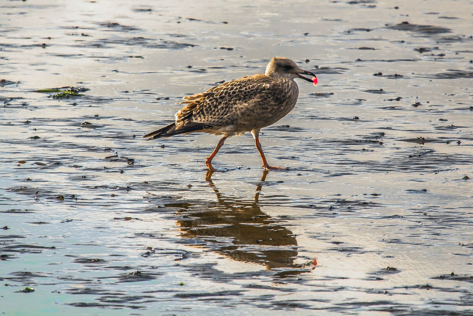 Canon EOS 60D sample photo. Seagull, birds, nature photography