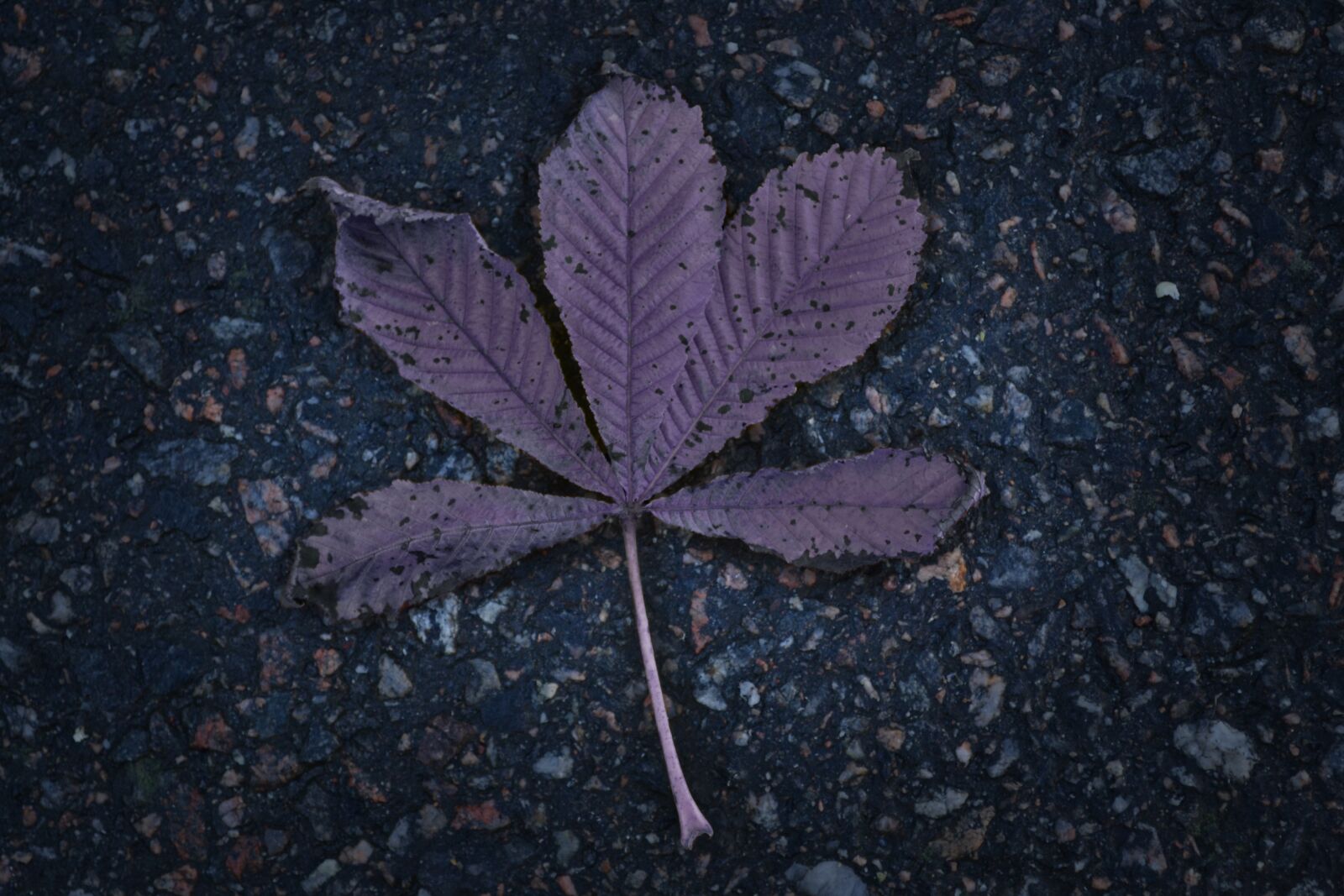 Nikon D3100 sample photo. Autumn, leave, picture photography