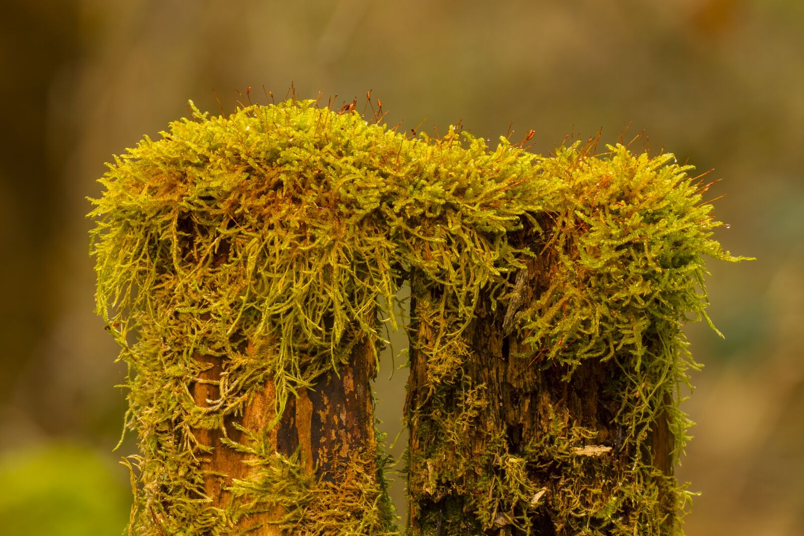 Canon EOS 7D sample photo. Moss, bemoost, tree trunk photography