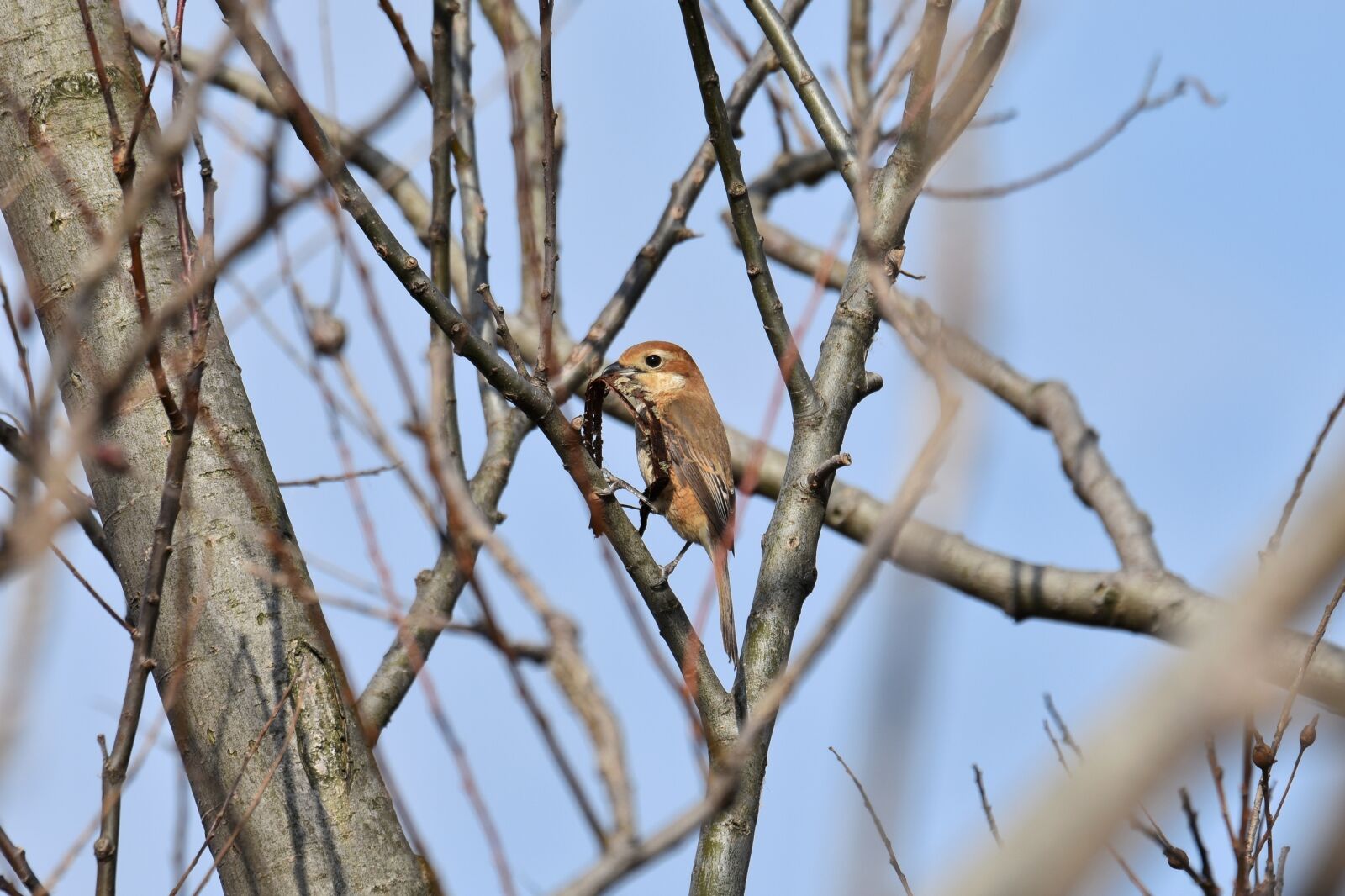 Nikon D7200 sample photo. Animal, forest, wood photography