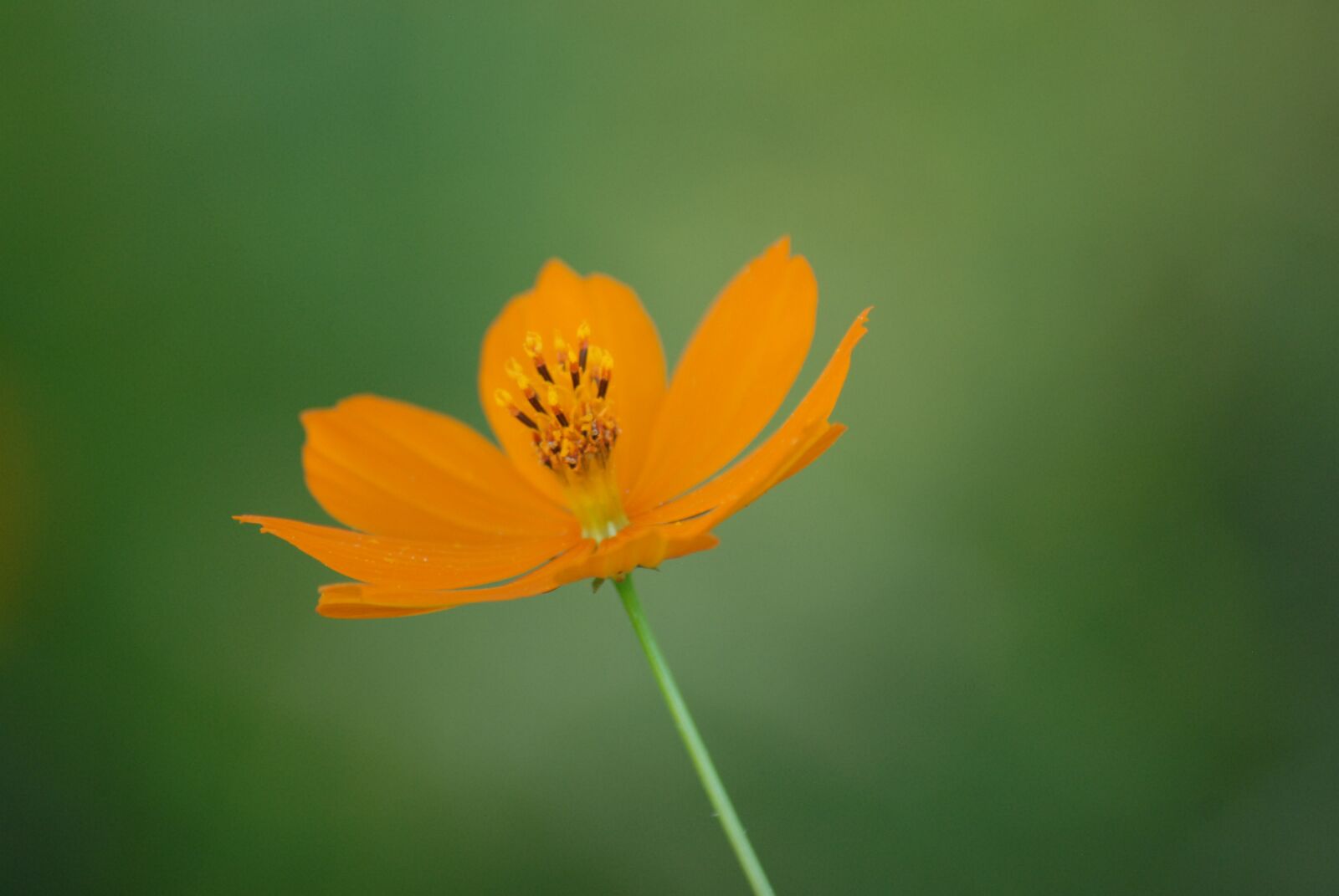 Nikon D200 sample photo. Yellow flower, nature, spring photography