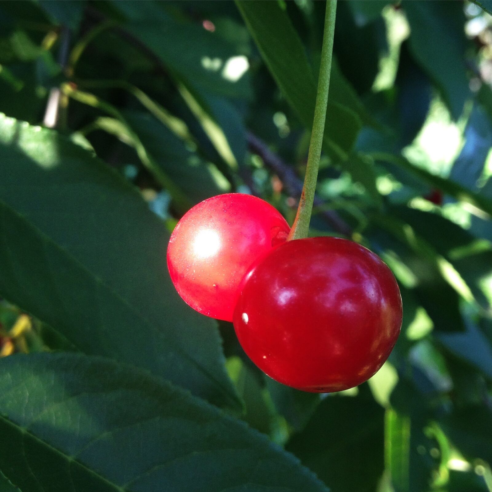 iPhone 4S back camera 4.28mm f/2.4 sample photo. Cherry, summer, berry photography